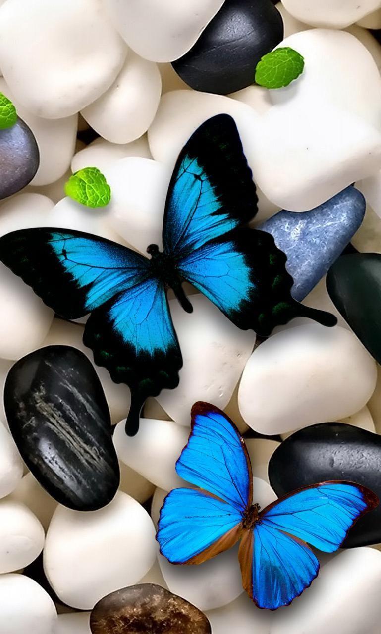 769x1280 Download Butterflies Wallpaper by LumiaUser now. Browse millions of p. Blue butterfly wallpaper, Flower phone wallpaper, Butterfly wallpaper