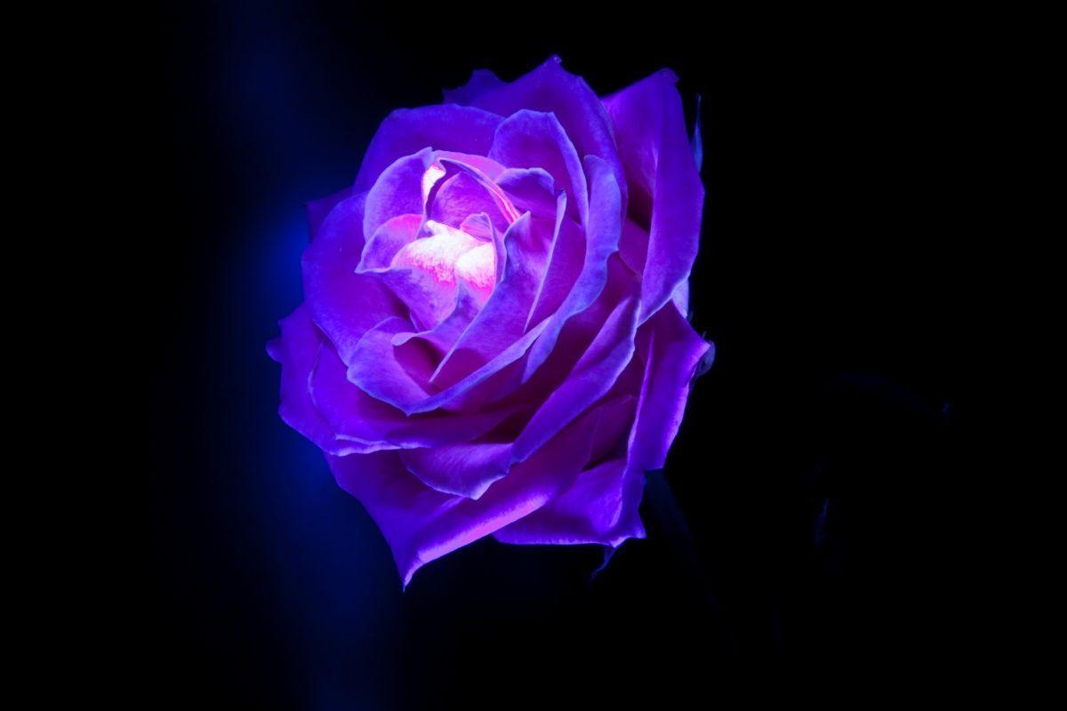 1200x800 Glowing Pink Roses Wallpaper