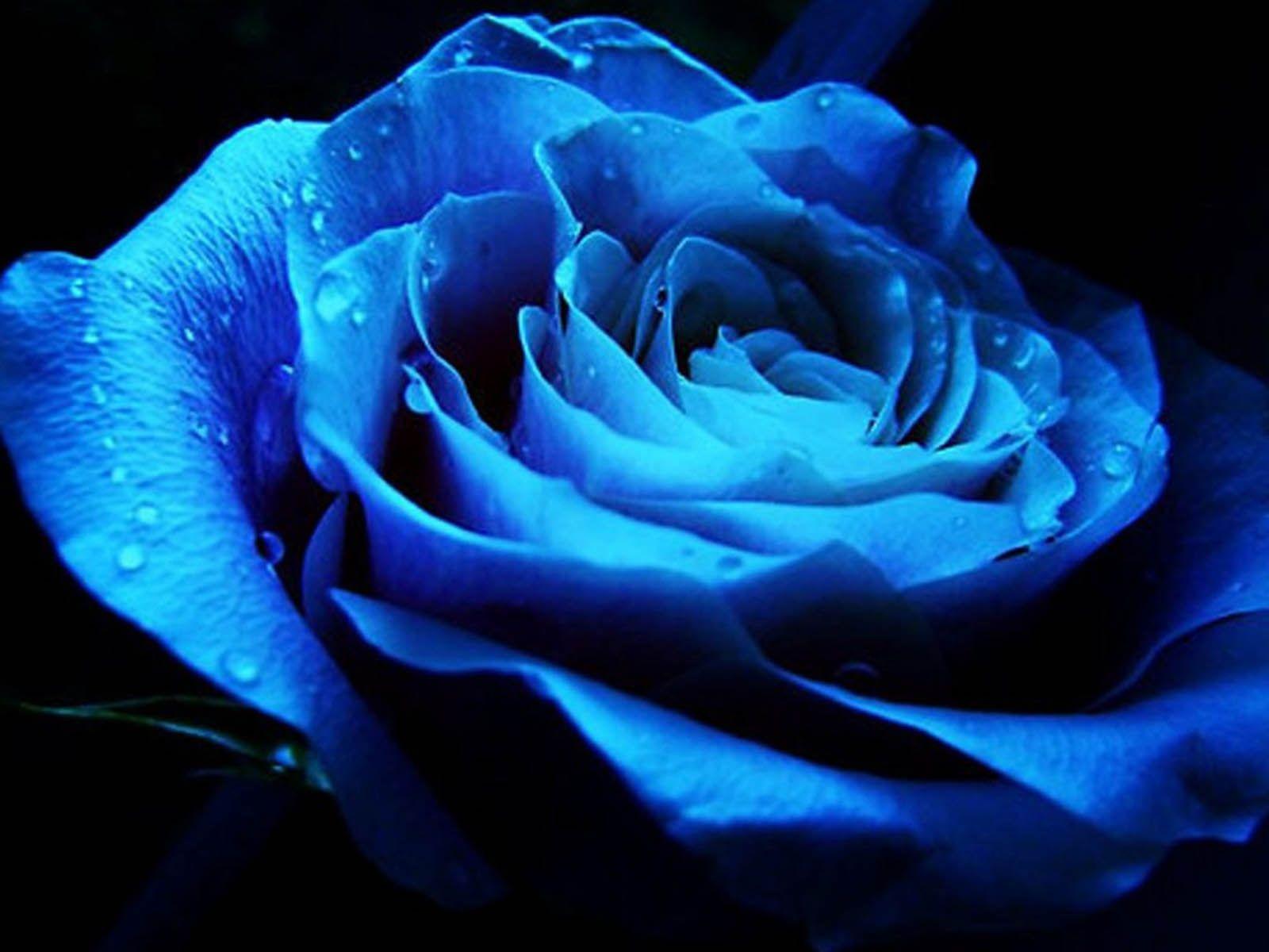 Blue And Pink Rose Wallpapers Top Free Blue And Pink Rose Backgrounds