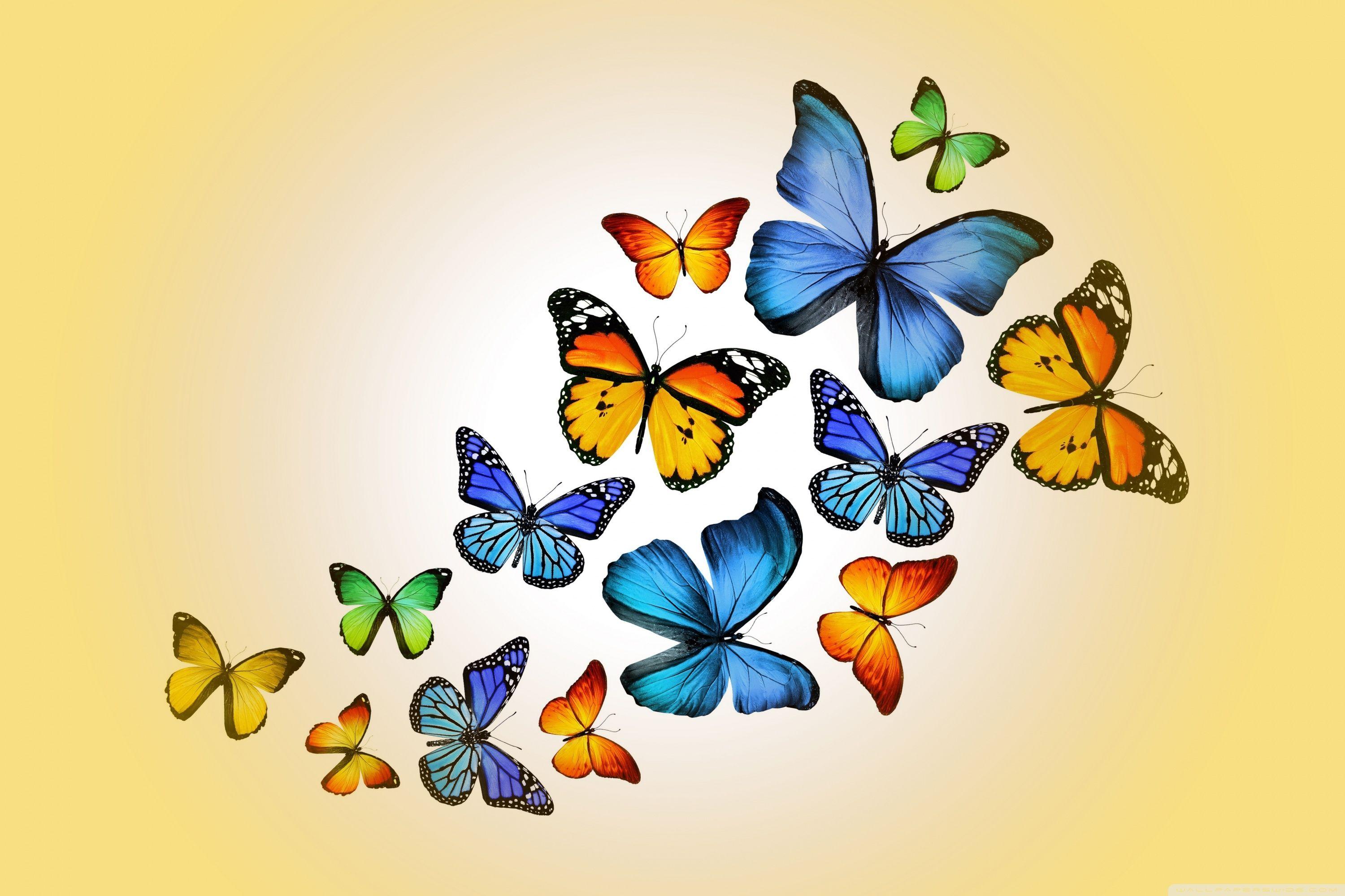 3000x2000 Butterflies Ultra HD Desktop Background Wallpaper for 4K UHD TV : Widescreen & UltraWide Desktop & Laptop : Tablet