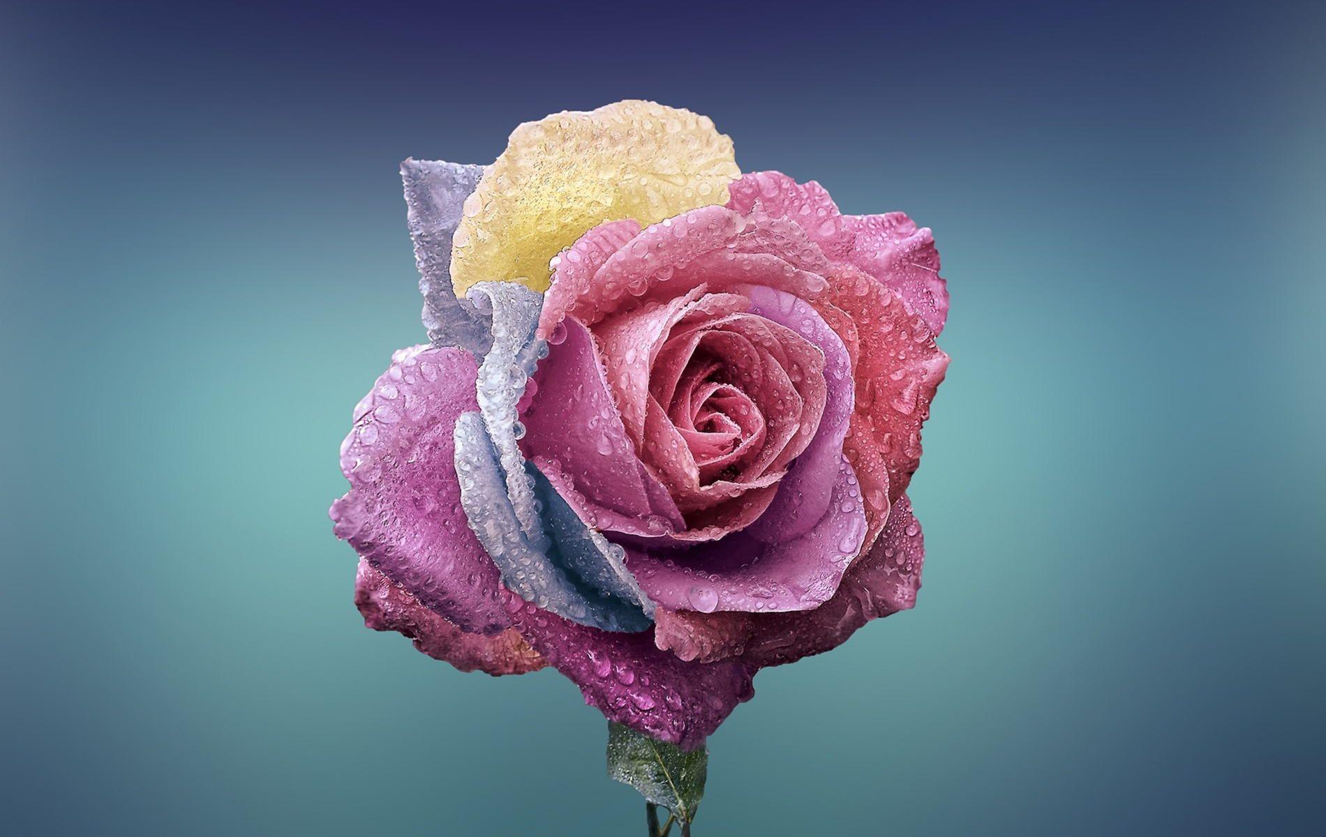 1900x1200 Pink Rose Wallpaper