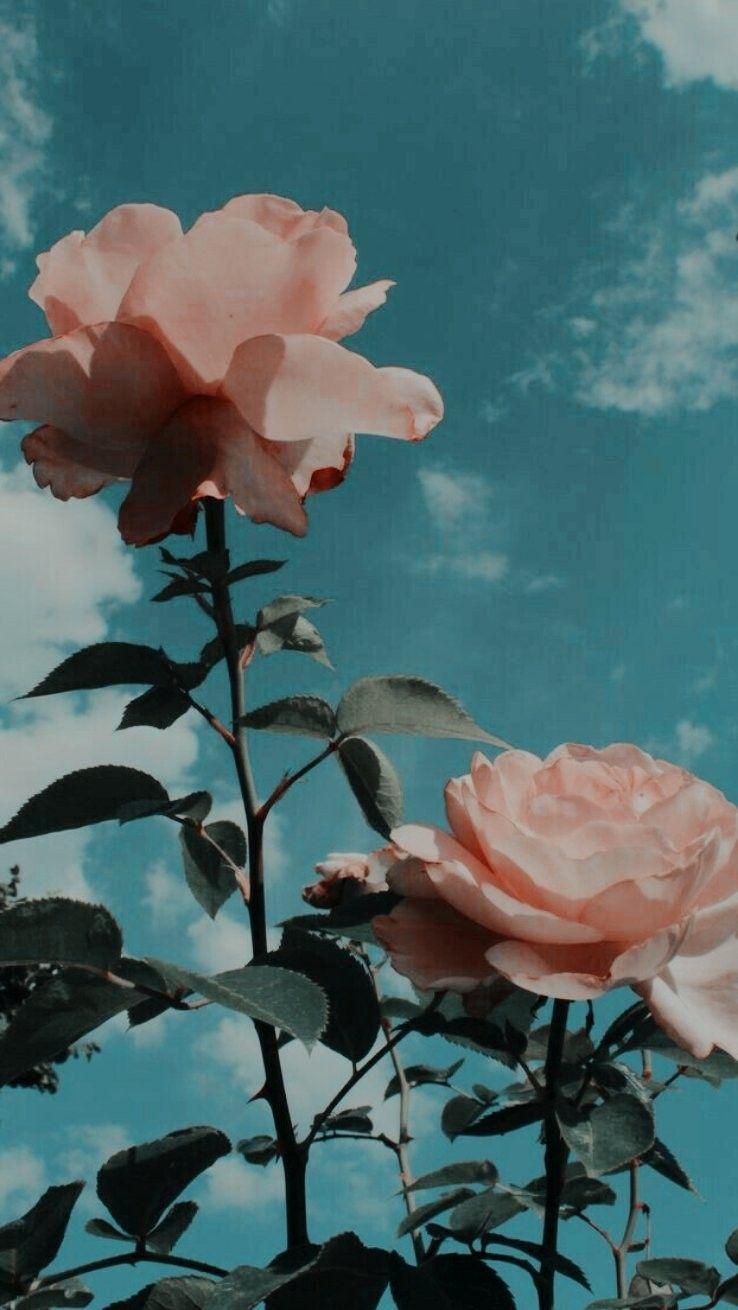 738x1310 Aesthetic Pink Flower Wallpaper