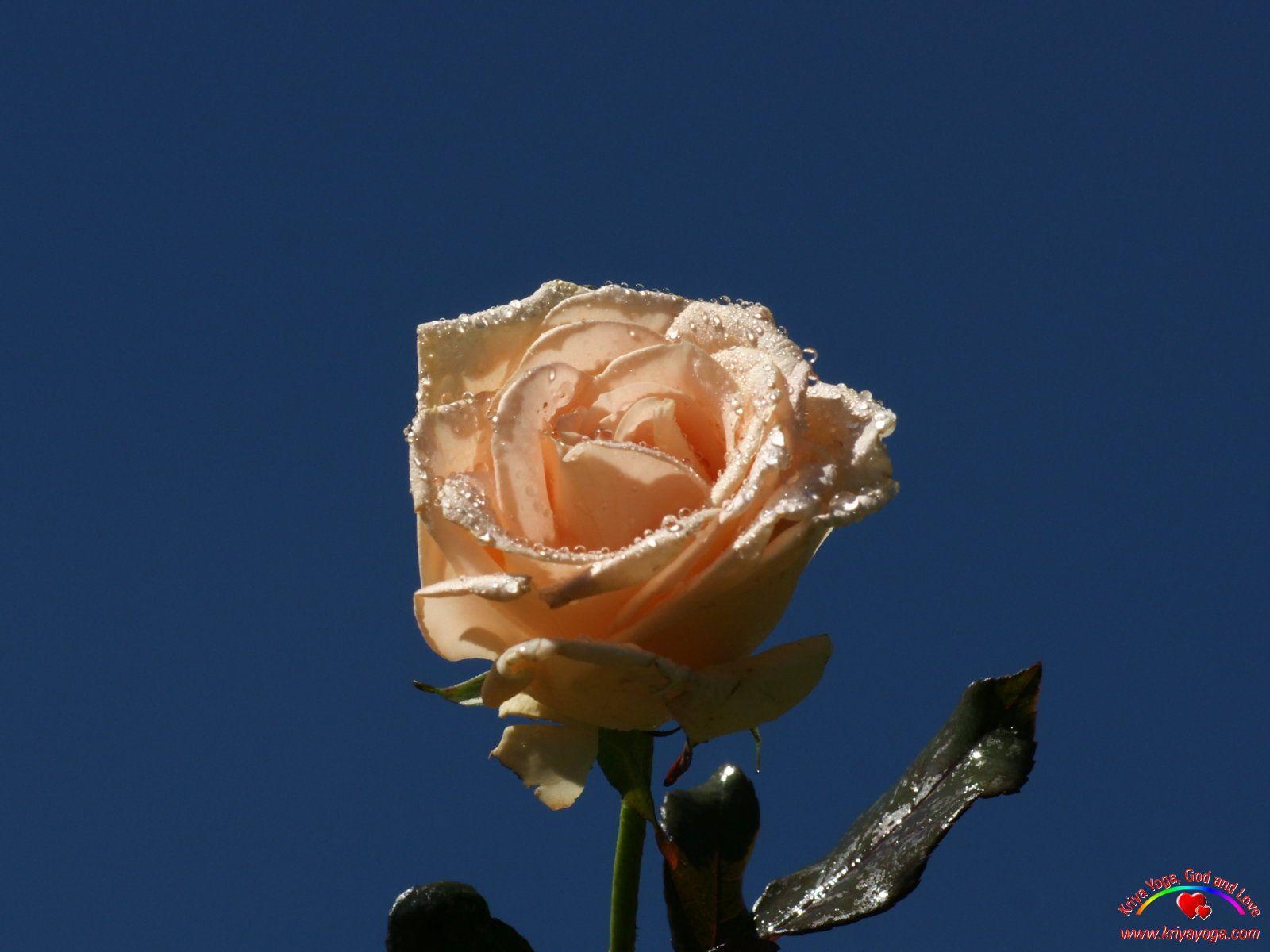 Blue and Pink Rose Wallpapers Top Free Blue and Pink Rose Backgrounds