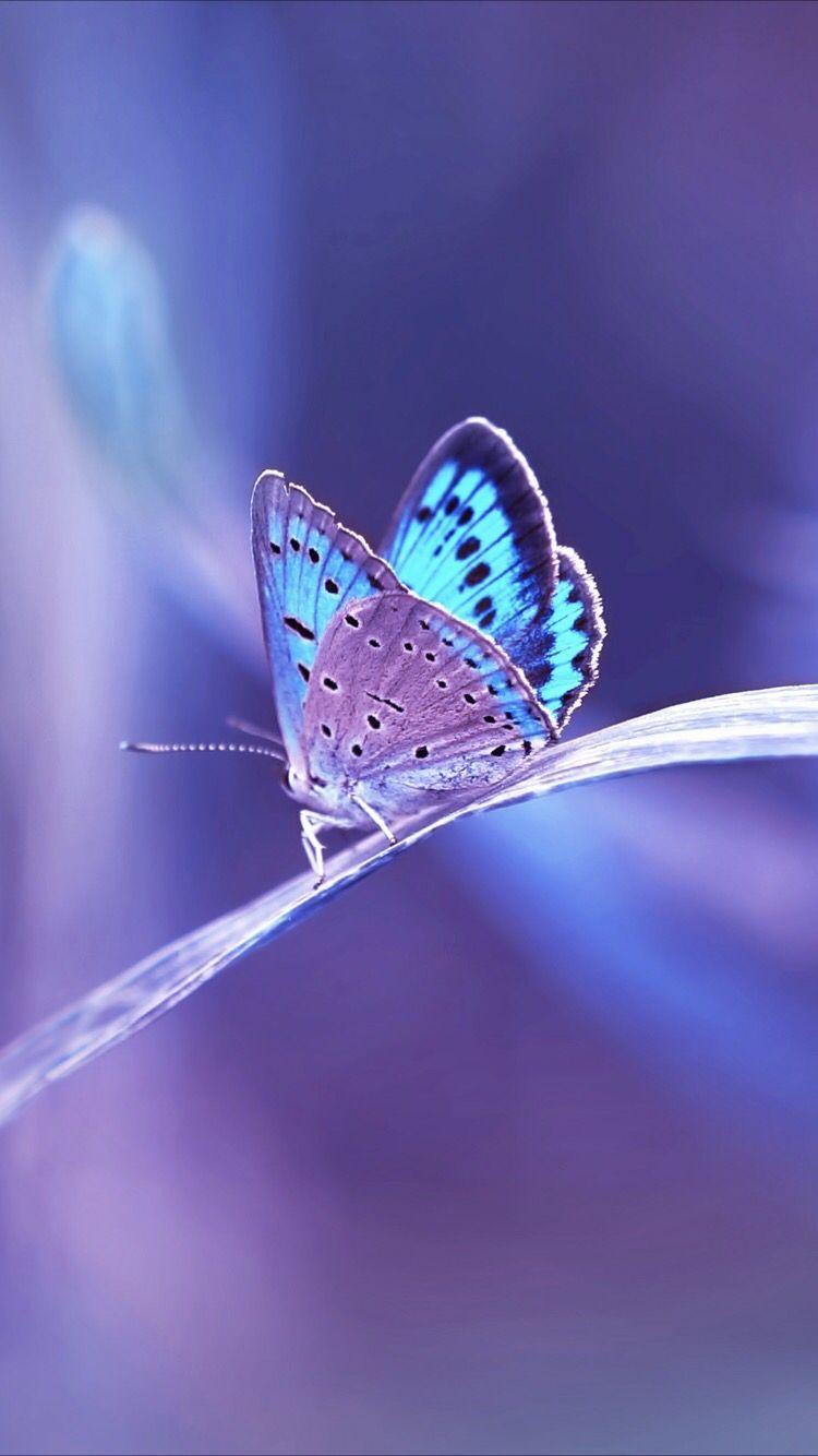 Bức ảnh gây sửng sốt về loài bướm xanh khổng lồ siêu đẹp | Báo Dân trí