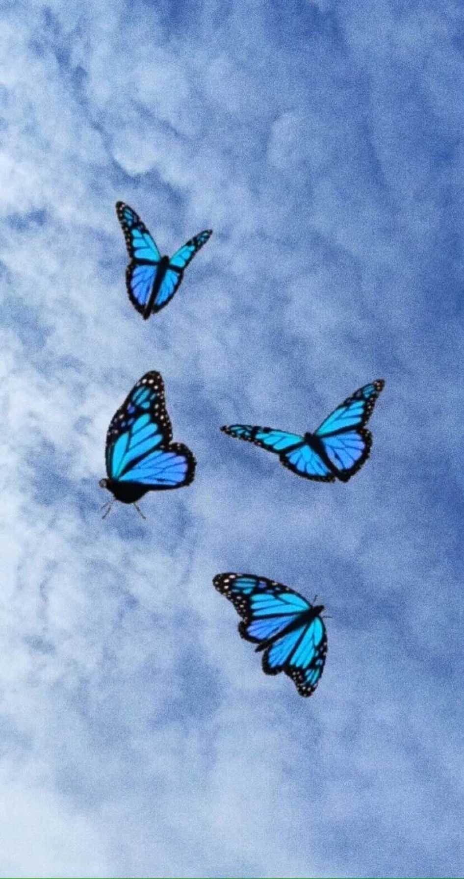 946x1792 Blue Butterfly Wallpaper Free HD Wallpaper