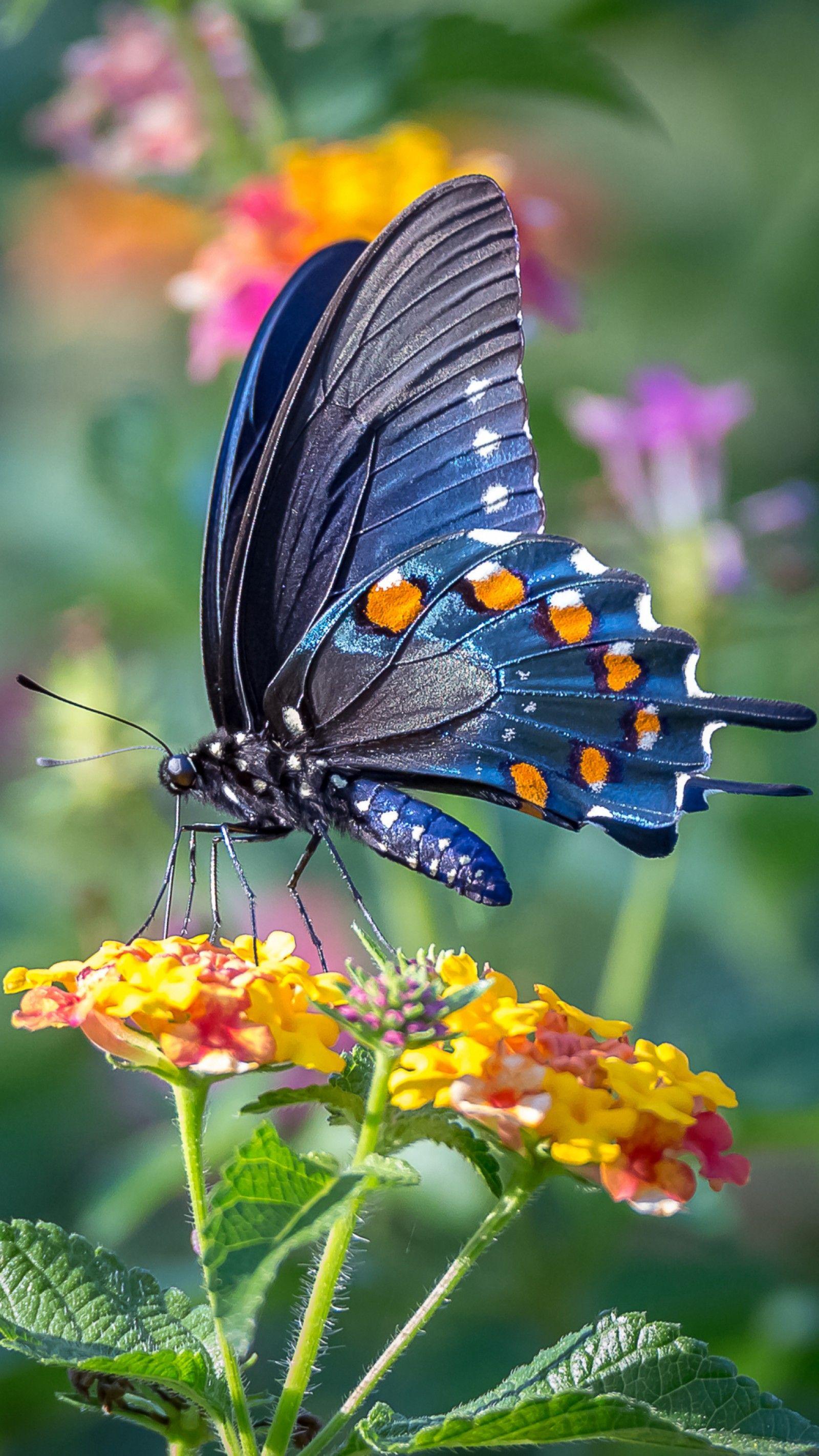 1600x2844 Mobile Android Butterfly Wallpaper