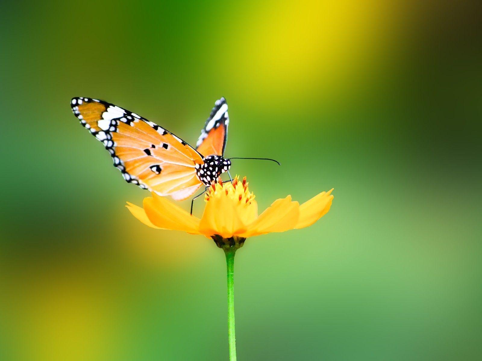 1600x1200 Stunning Butterfly Wallpaper 45642 1600x1200px