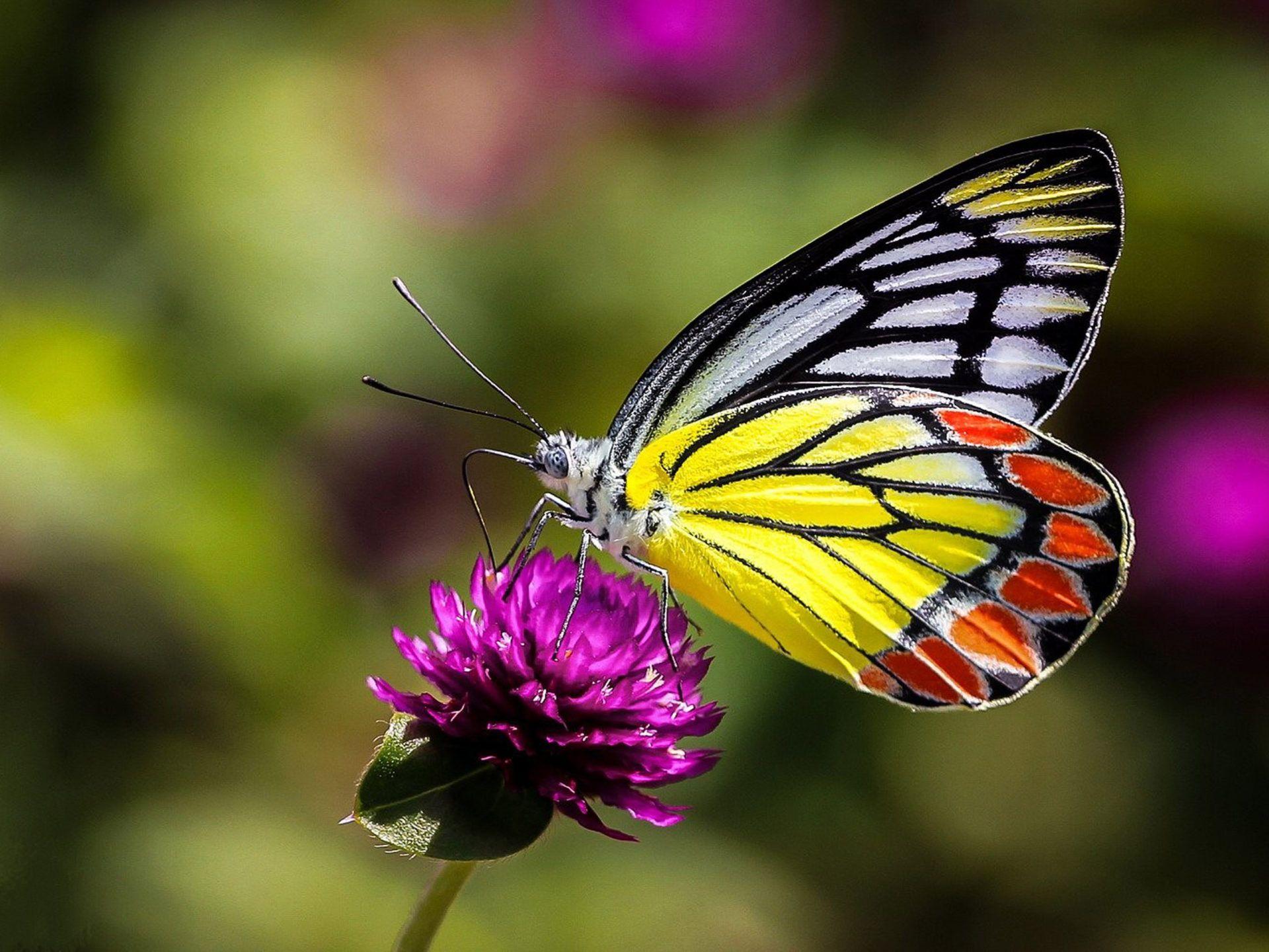 1920x1440 Insects Butterfly On Flower Macro Picture Ultra HD Wallpaper For Desktop Mobile Phones And Lapx2400 :