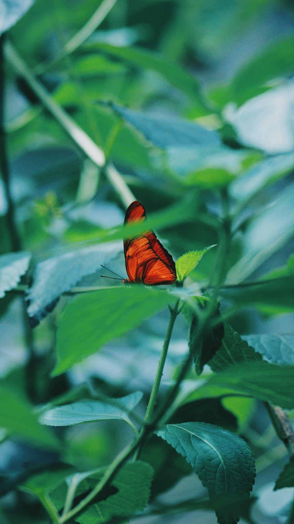 1000x1782 Butterfly Wallpaper: Free HD Download [HQ]