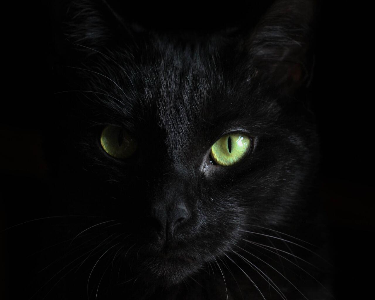 1280x1024 Black Cat Green Eyes 1280x1024 Resolution HD 4k Wallpaper, Image, Background, Photo and Picture
