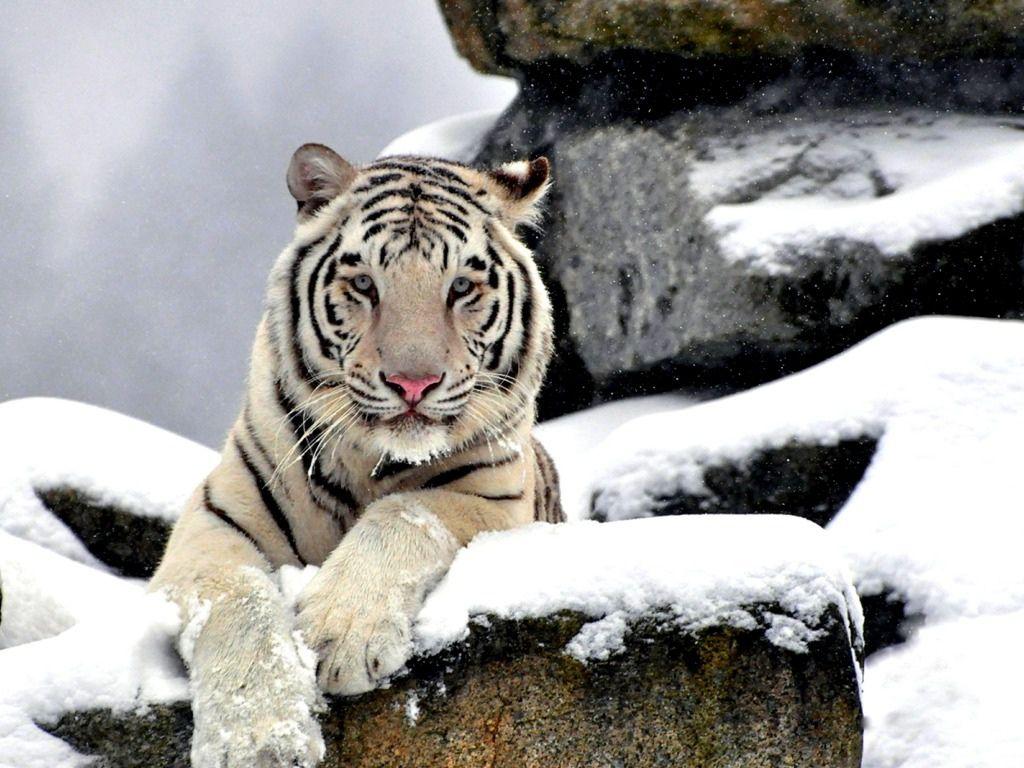 1024x768 Cool White Siberian Tiger Wallpaper .