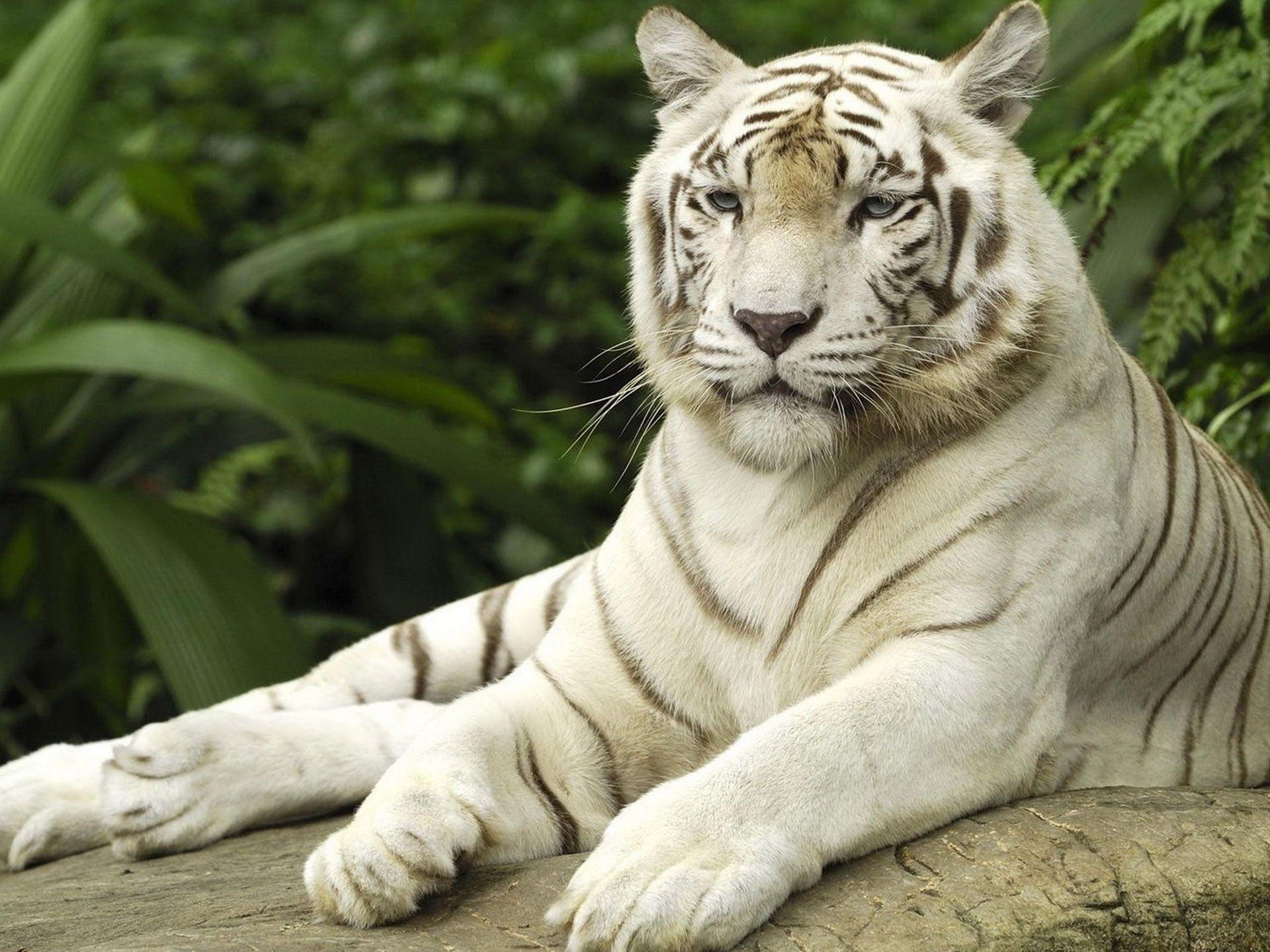 1920x1440 Dream Come True! Exploring Wildlife Sanctuaries in India. Tiger wallpaper, Pet tiger, Tiger image