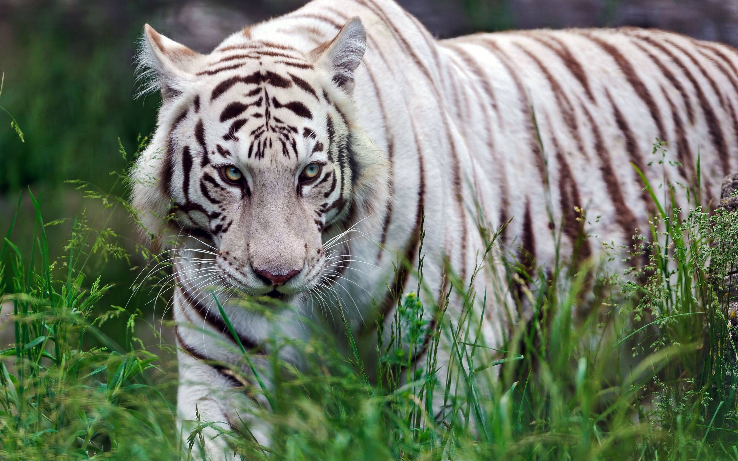2560x1600 White Siberian Tiger Wallpaper