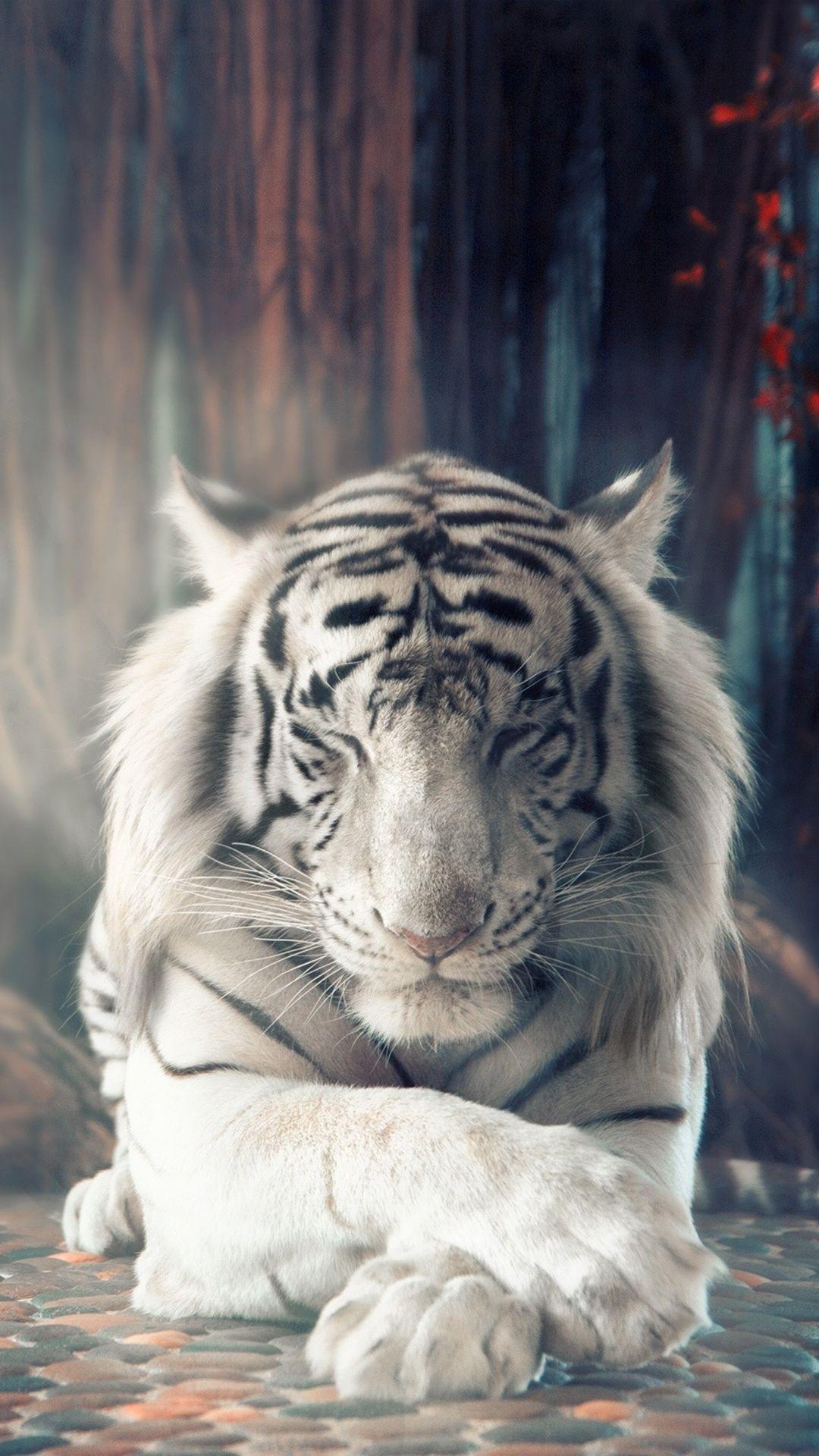 1080x1920 Tiger Wallpaper Full HD Hupages Download iPhone Wallpaper. Animals, Tiger photography, Cute animals