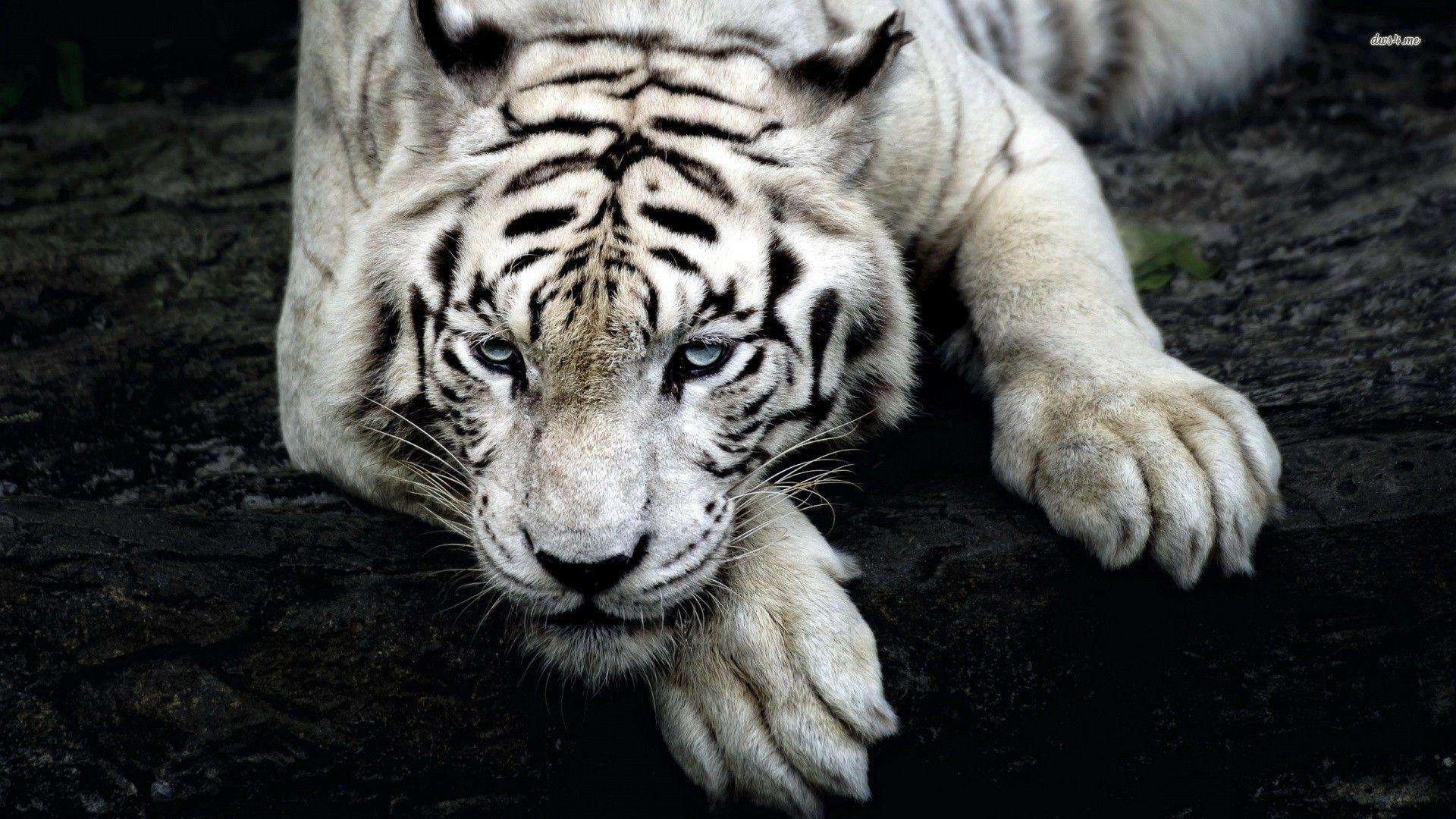 1920x1080 White Wallpaper Siberian Tiger