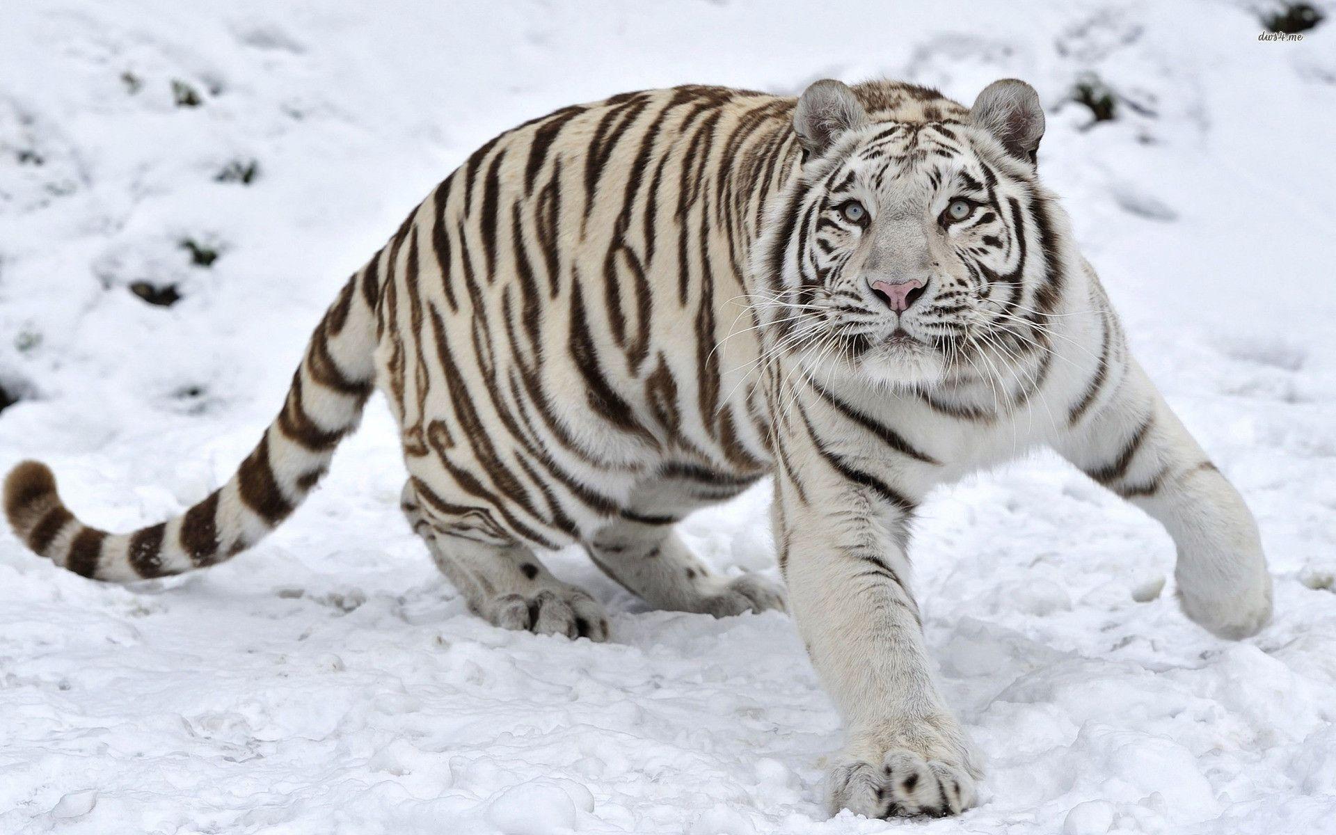 1920x1200 White Siberian Tiger Image .