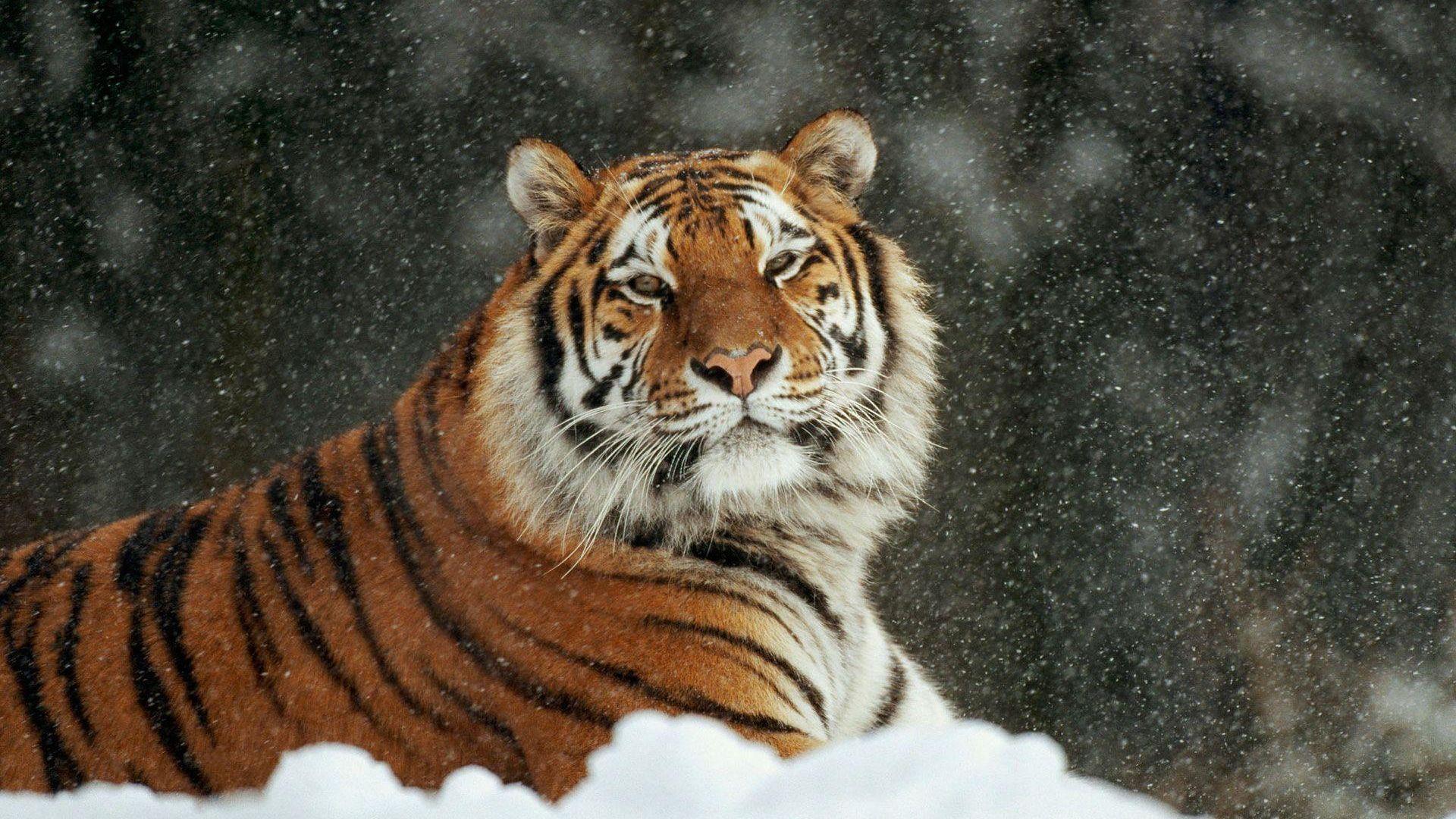 1920x1080 Free download White Siberian Tiger Wallpaper [1920x1200] for your Desktop, Mobile & Tablet. Explore White Siberian Tiger Wallpaper. Tiger Desktop Wallpaper Free, Snow Tiger Wallpaper, Tiger Wallpaper for My Desktop