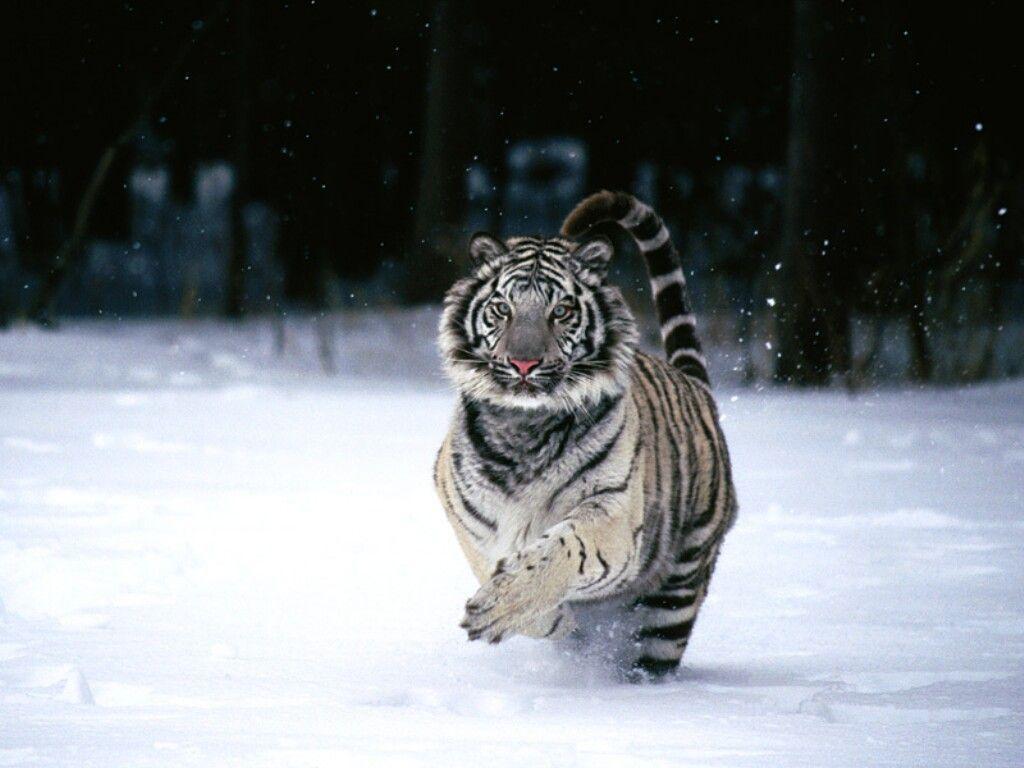1024x768 White Siberian Tiger Wallpaper