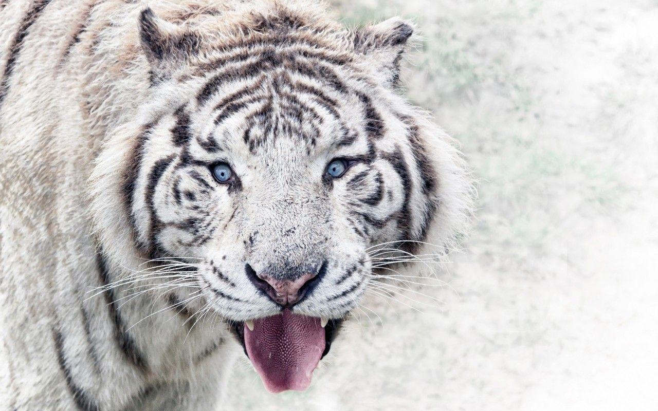 1280x800 Siberian White Tiger K Wallpaper 3D Models. Free