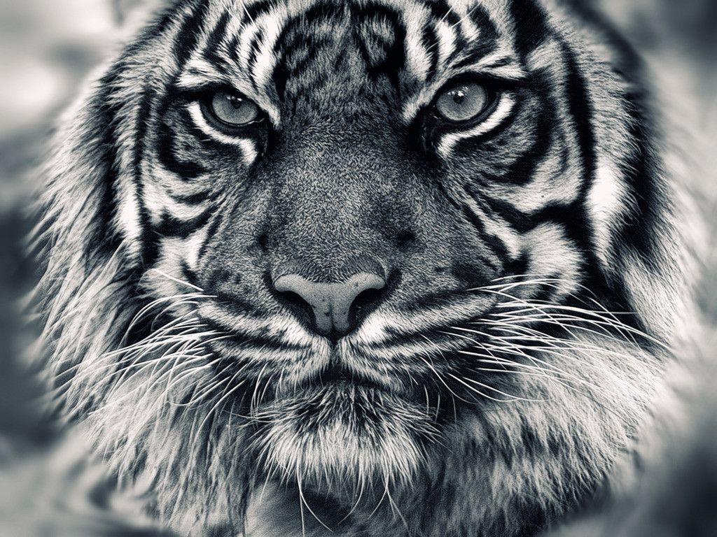 1024x768 White Tiger Wallpaper