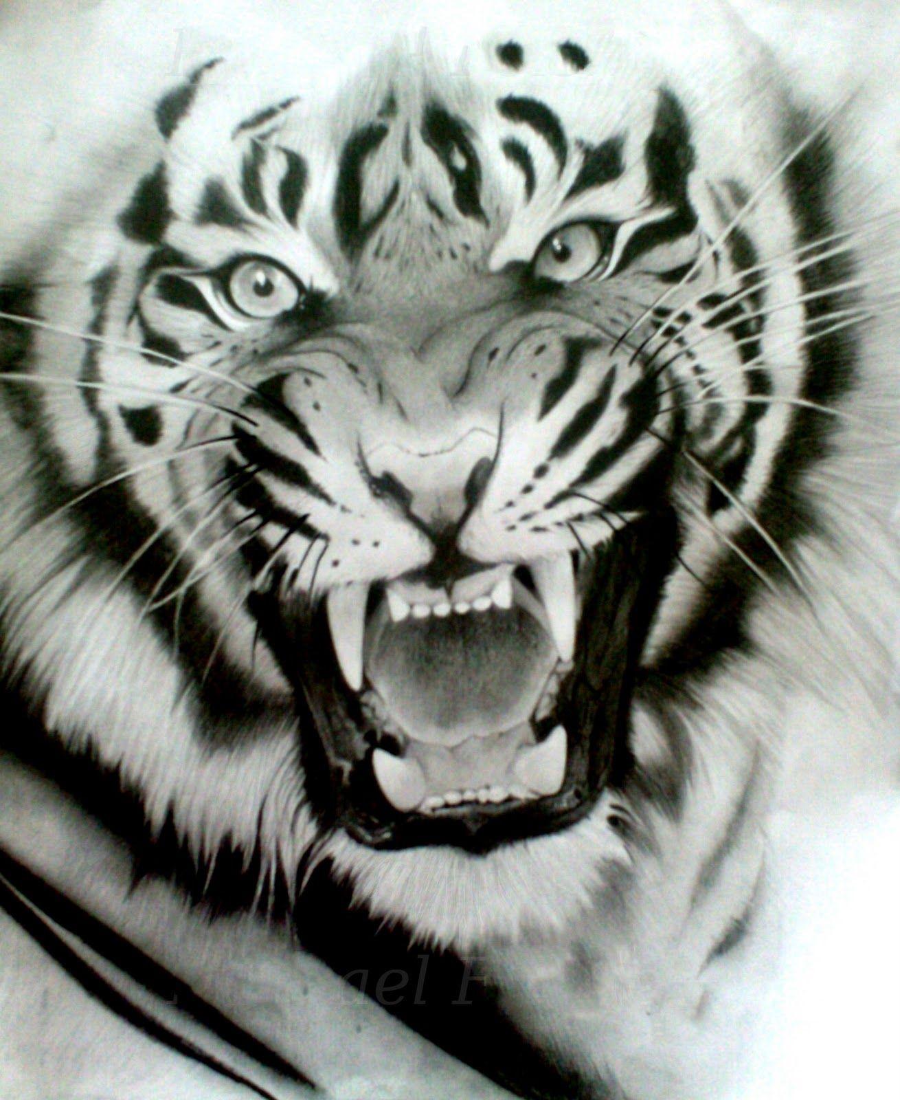 White Siberian Tiger Wallpapers - Top Free White Siberian Tiger ...