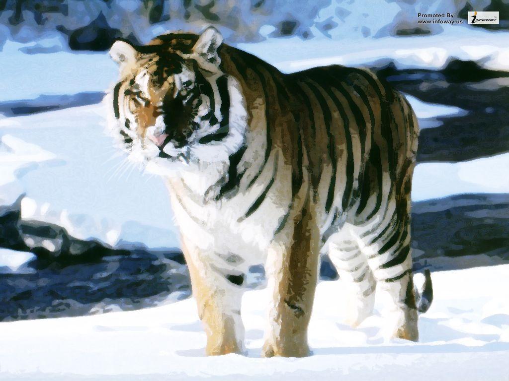 1024x768 Siberian tiger wallpaper. Siberian tiger wallpaper