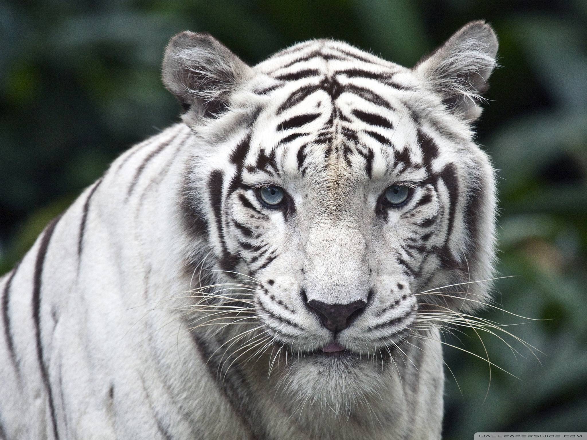 2048x1536 White siberian tiger live wallpaper