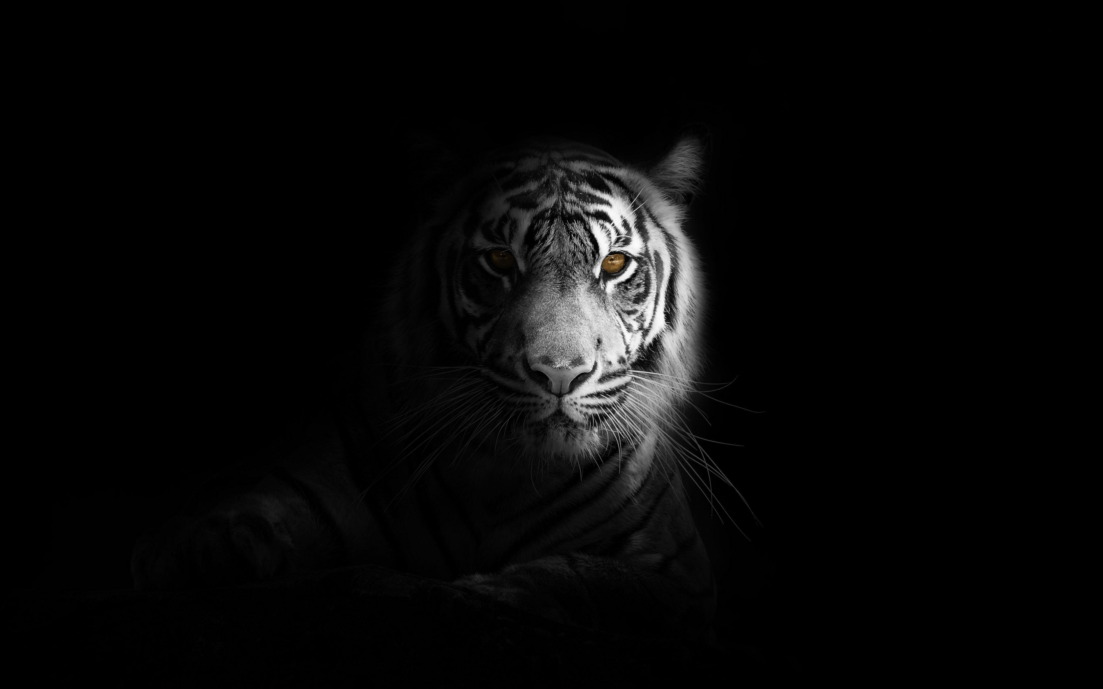 3840x2400 Siberian White Tiger 4k Wallpaper