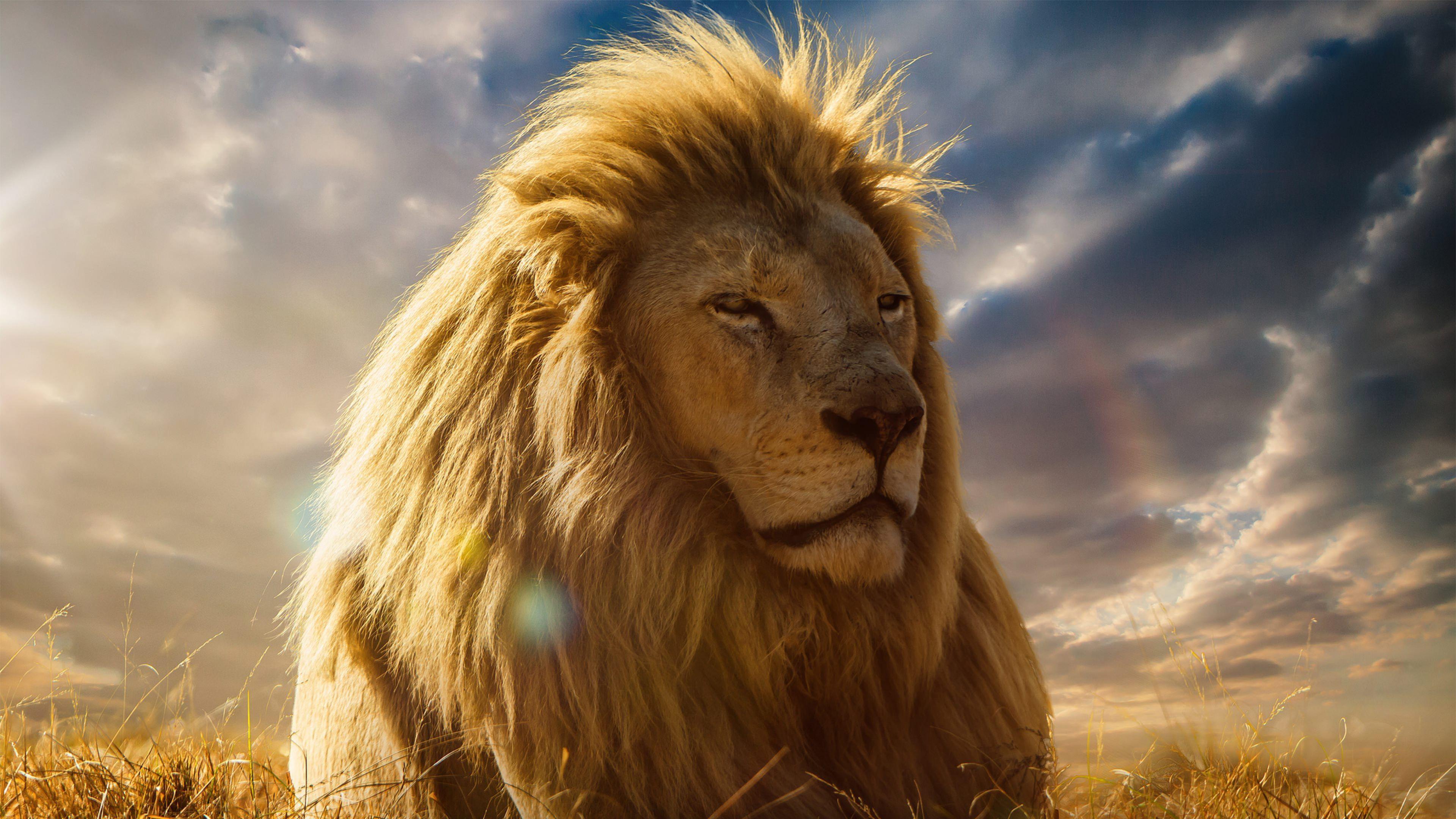3840x2160 FREE Lion Wallpaper in PSD