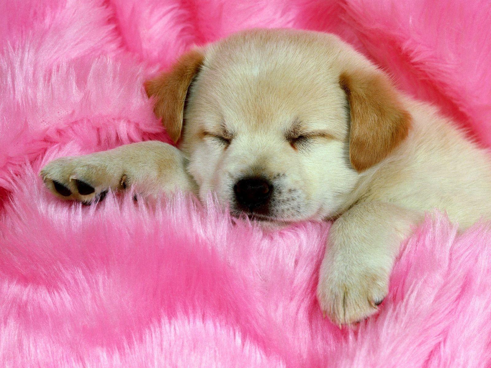 Cute Dogs Sleeping Wallpapers - Top Free Cute Dogs Sleeping ...