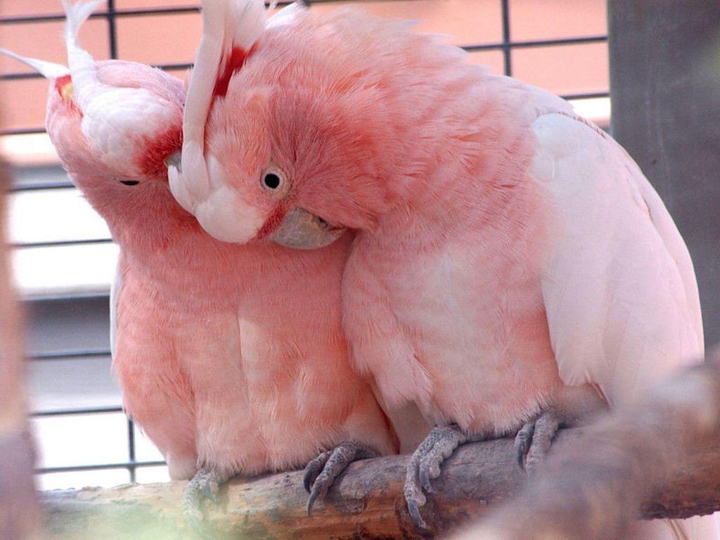 1024x768 Rose Pink Love Birds hình nền
