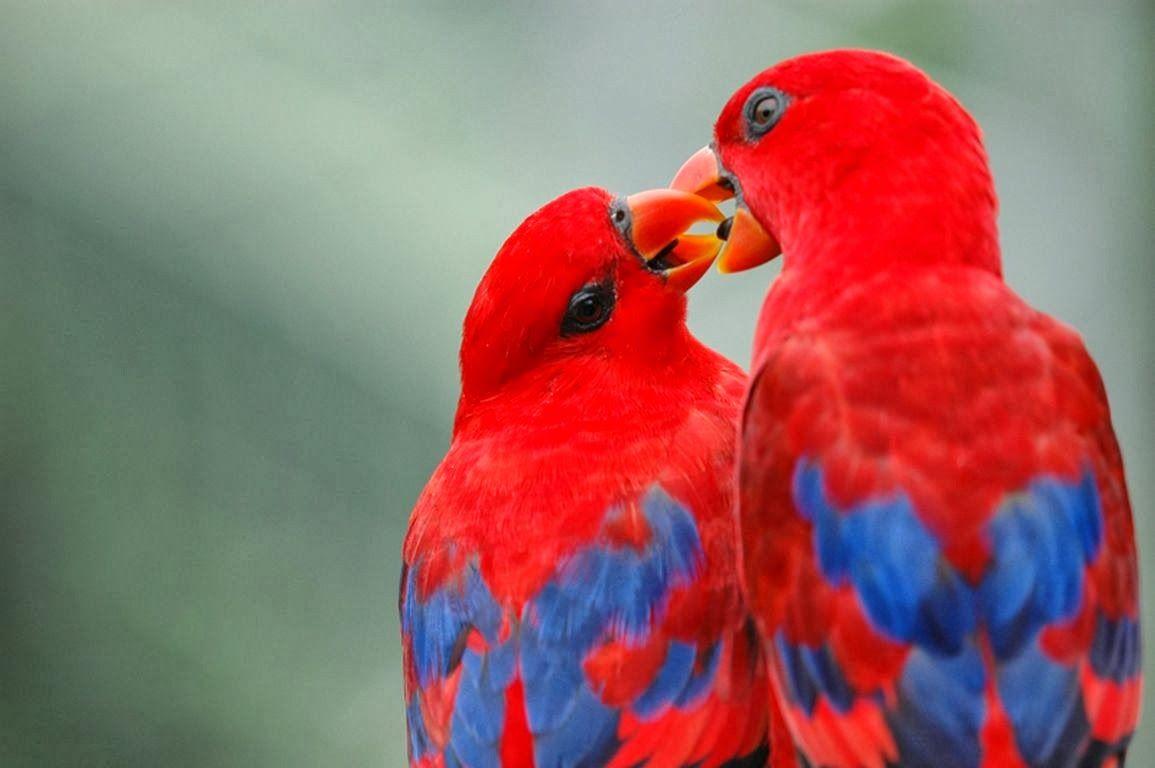 Pink Love Birds Wallpapers - Top Free Pink Love Birds Backgrounds -  WallpaperAccess