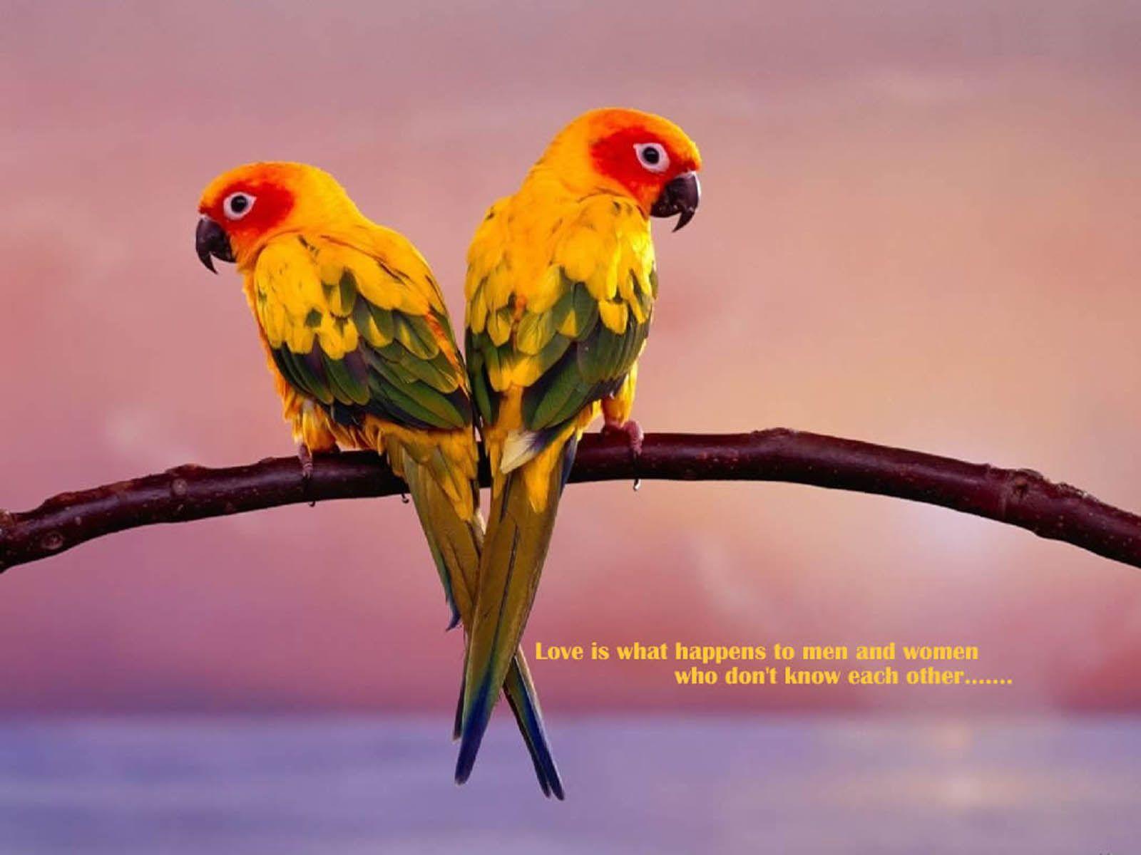 1600x1200 Tải xuống miễn phí Tag Love Birds Wallpaper Hình ảnh và Hình ảnh [1600x1200] cho Máy tính để bàn, Di động & Máy tính bảng của bạn.  Khám phá Hình nền những chú chim tình yêu.  Hình nền miễn phí Chim, Tình yêu miễn phí