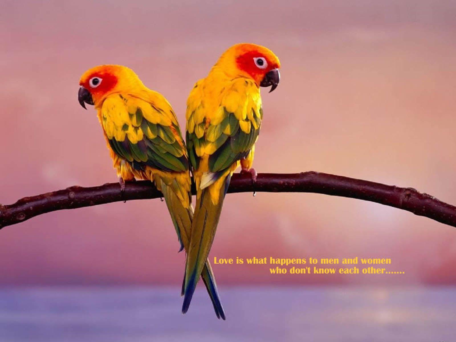 1600x1200 Tải xuống miễn phí Tag Love Birds Wallpaper Hình ảnh và Hình ảnh [1600x1200)
cho Máy tính để bàn, Di động & Máy tính bảng của bạn. Khám phá Hình nền những chú chim tình yêu. Hình nền miễn phí Chim, Tình yêu miễn phí