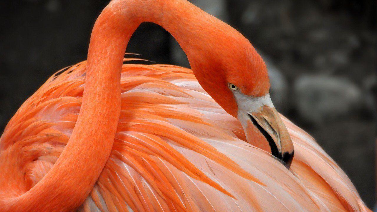 1280x720 Beautiful HD and 4K Wallpaper of Exotic Birds That You Should Download