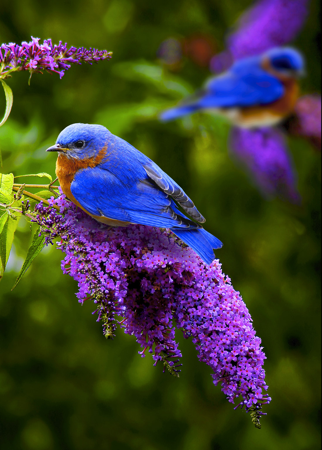 1100x1540 Little Bird And Lilacs Wallpaper