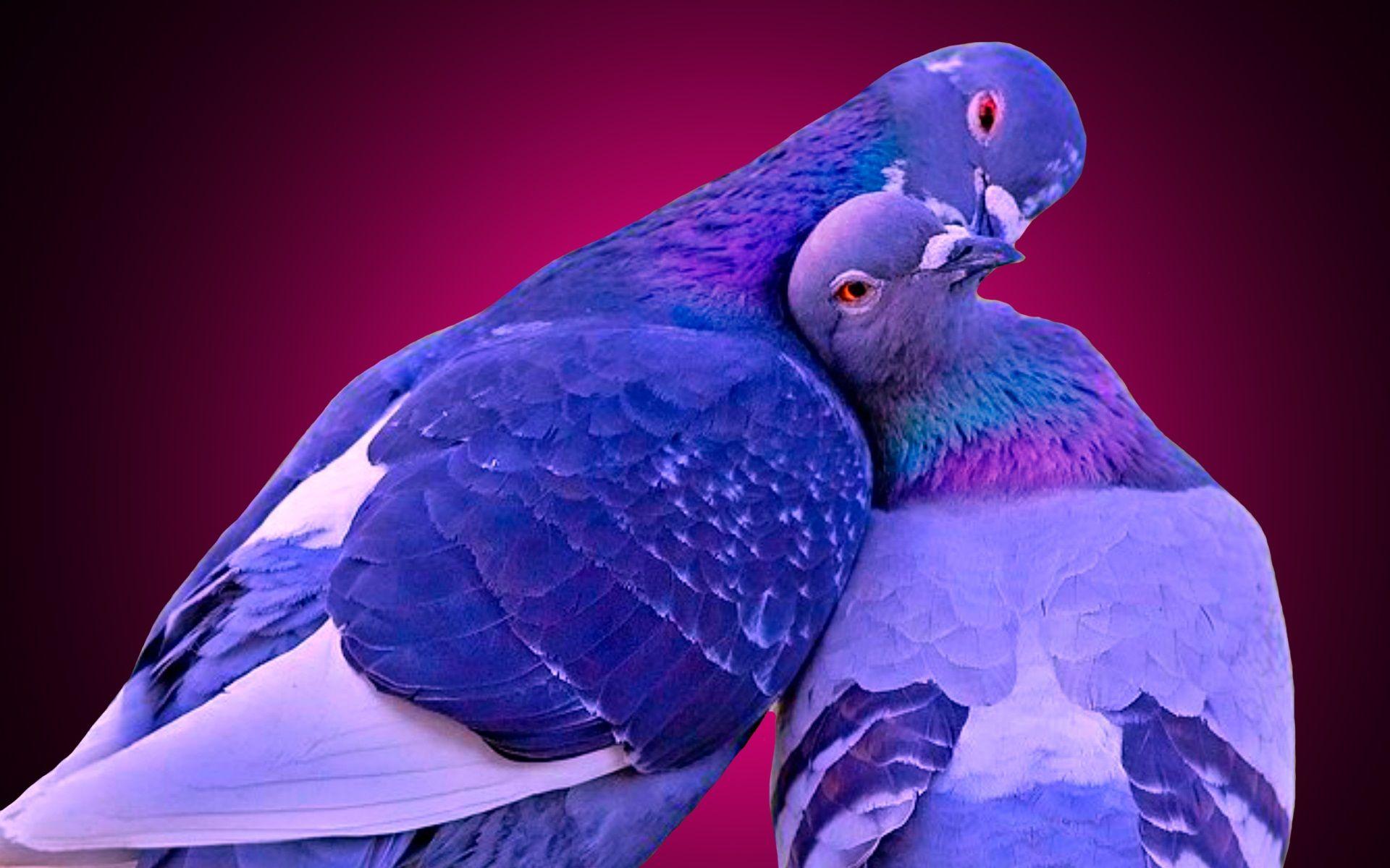 1920x1200 Tải xuống miễn phí Hình nền chim tình yêu hôn Litle Pups [1920x1200] cho Máy tính để bàn, Di động & Máy tính bảng của bạn.  Khám phá Hình nền Lovebirds.  Hình nền miễn phí Chim, Hình nền tình yêu miễn phí, Chim