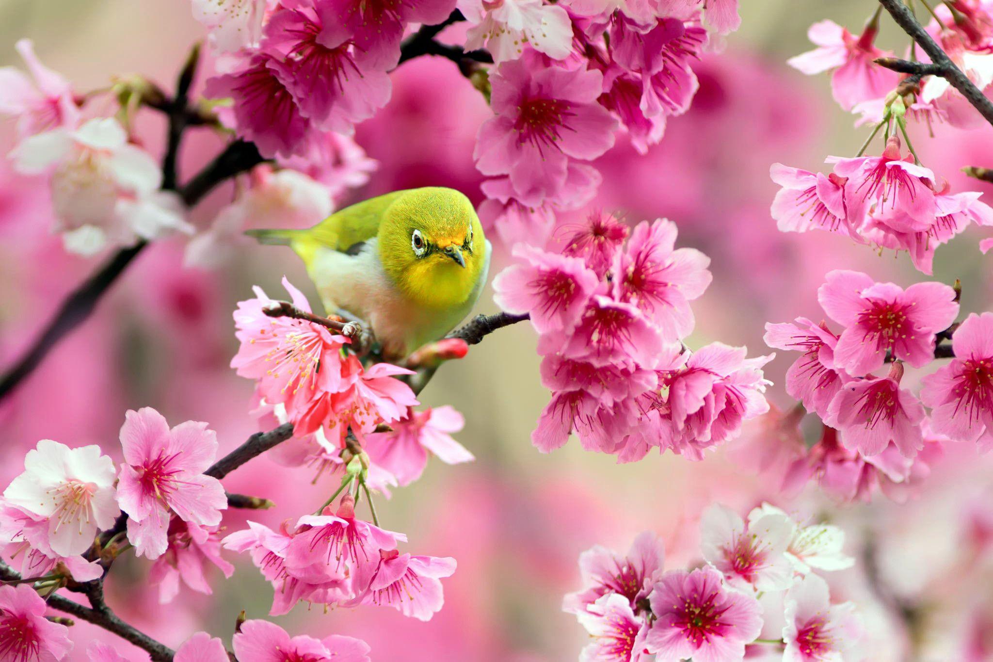 2048x1365 Rose Pink Love Birds Wallpaper