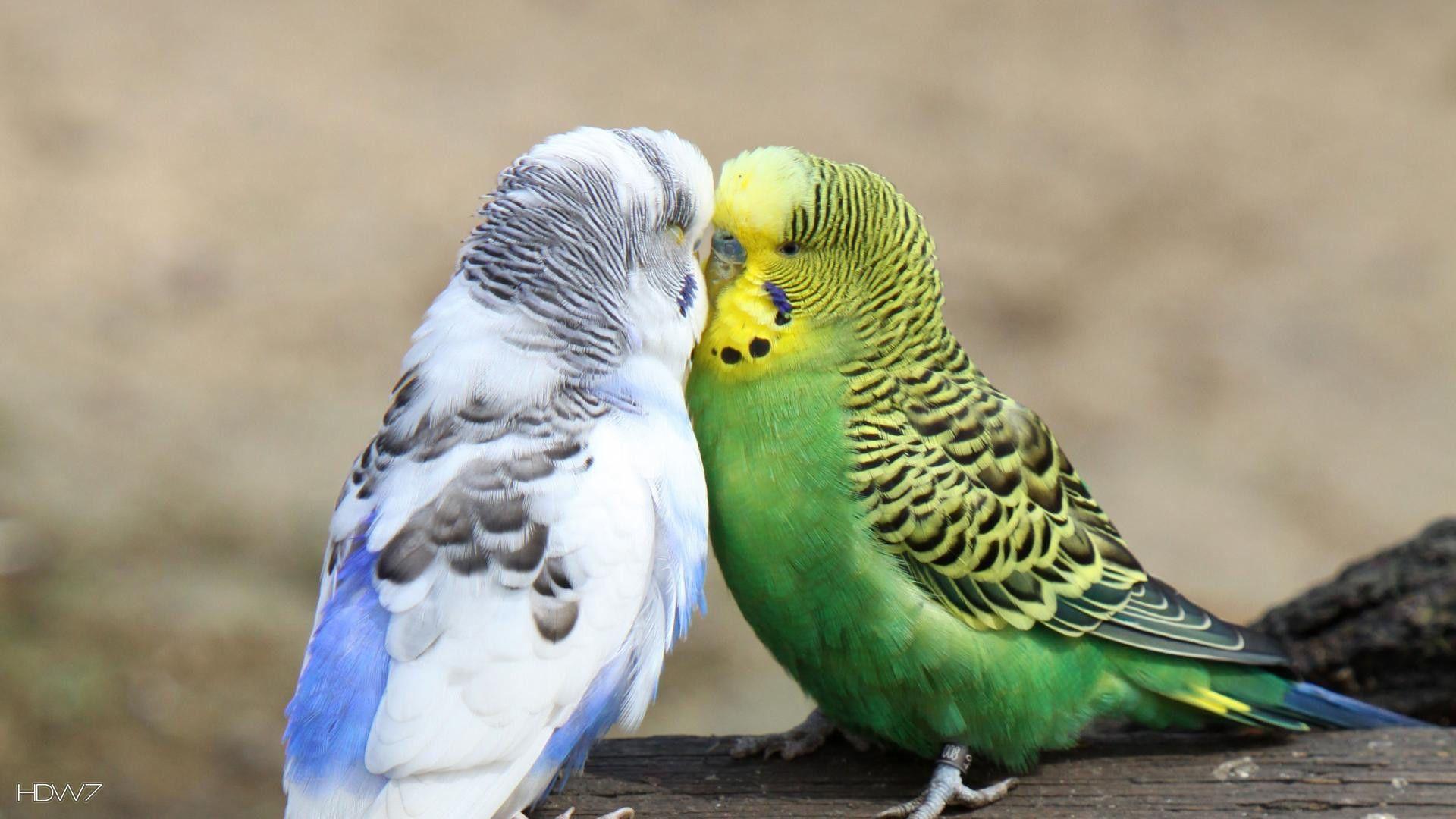 1920x1080 Budgie Budgies Love Birds Kissing - Cute Love Birds - 1920x1080 - Tải xuống Hình nền HD