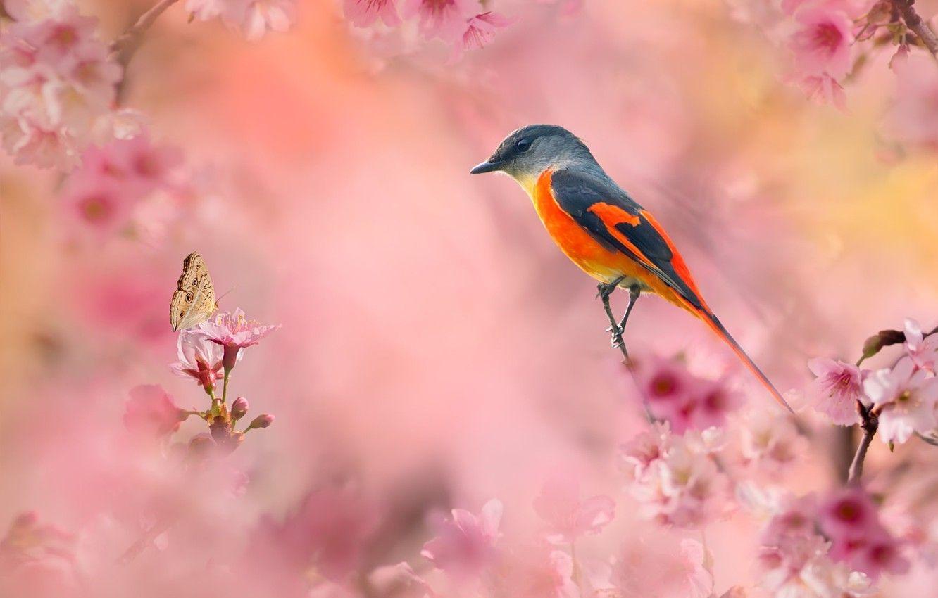 1332x850 Wallpaper flowers, branches, nature, bird, butterfly, spring, flowering image for desktop, section животные