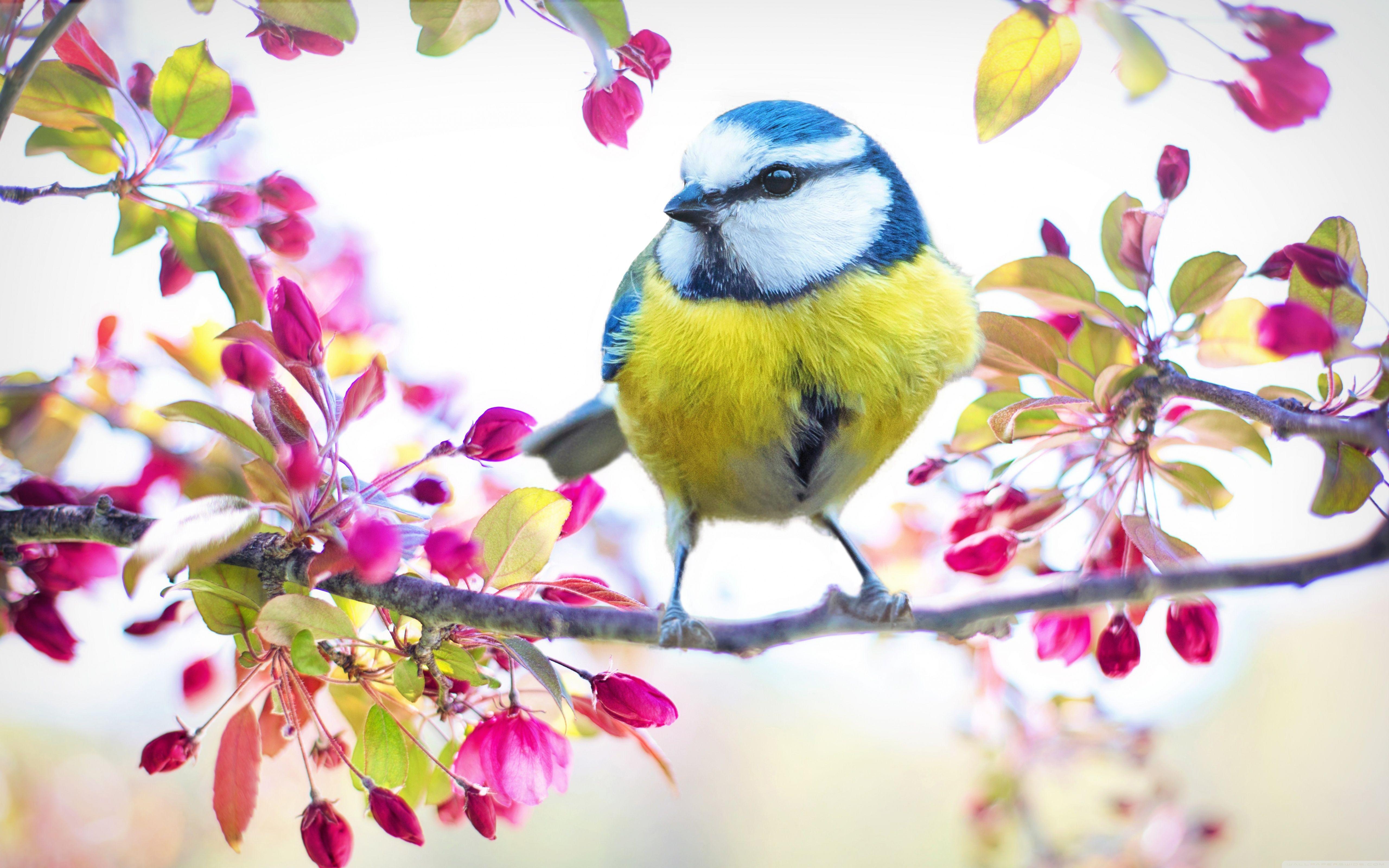 5120x3200 Bird, Blossom Flowers, Springtime Ultra HD Desktop Background Wallpaper for 4K UHD TV : Widescreen & UltraWide Desktop & Laptop : Tablet