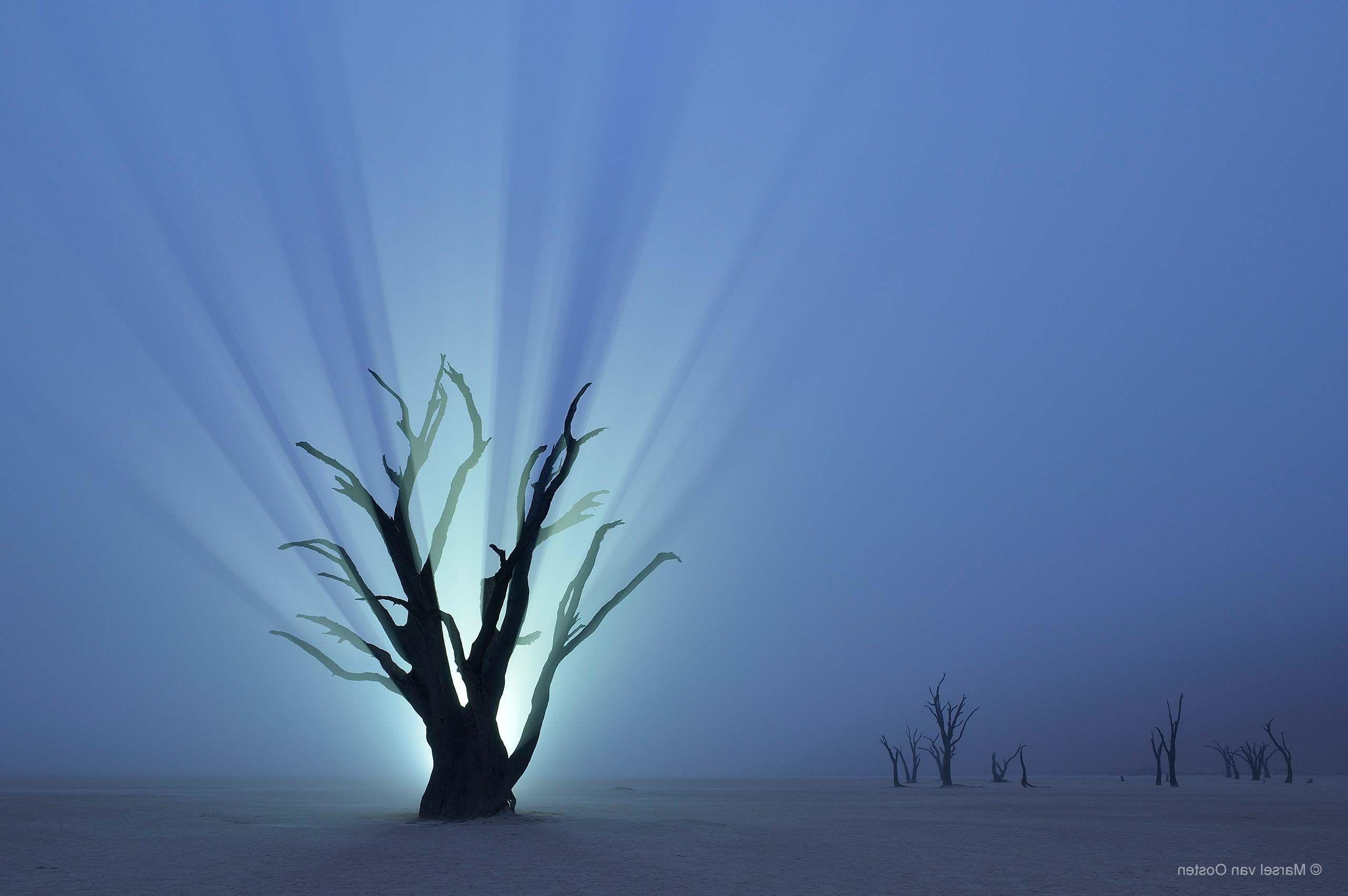 2560x1703 nature trees branch desert namibia africa night lights mist horizon wallpaper