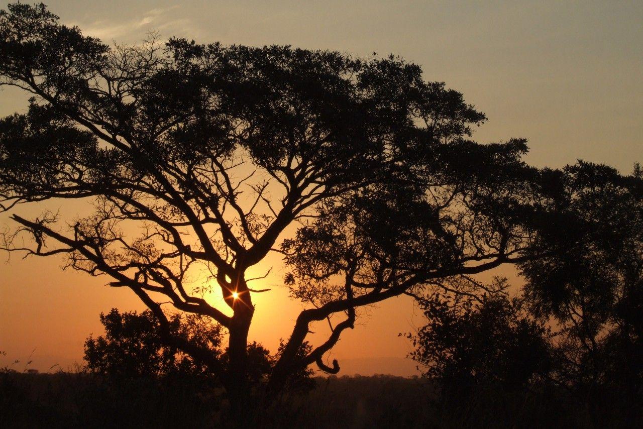 1280x854 africa sunset trees night 3D Models. Free