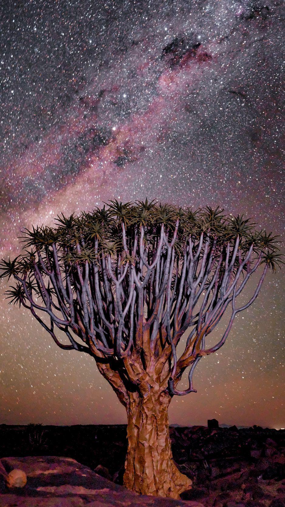 938x1668 Download Wallpaper 938x1668 Tree, Night, Starry Sky, Desert, Africa Iphone 8 7 6s 6 For Parallax HD Background