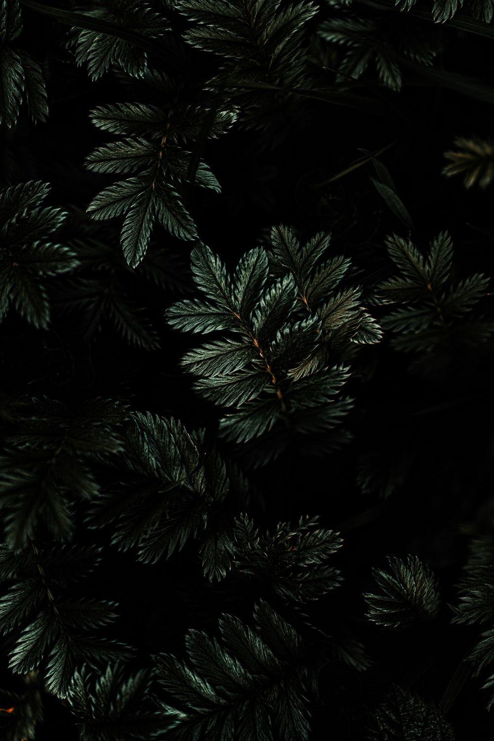 1000x1499 Apple Watch Wallpaper: Free HD Download [HQ]