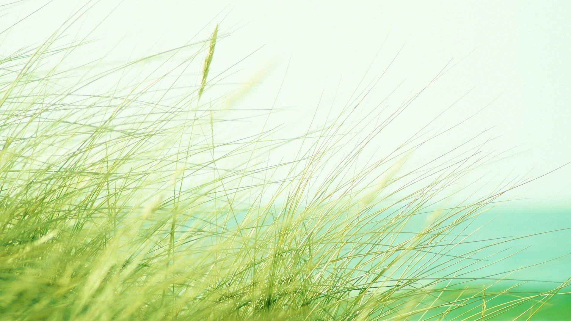 1920x1080 nature corn grass HD wallpaper background. Grass wallpaper, Nature desktop wallpaper, HD wallpaper desktop