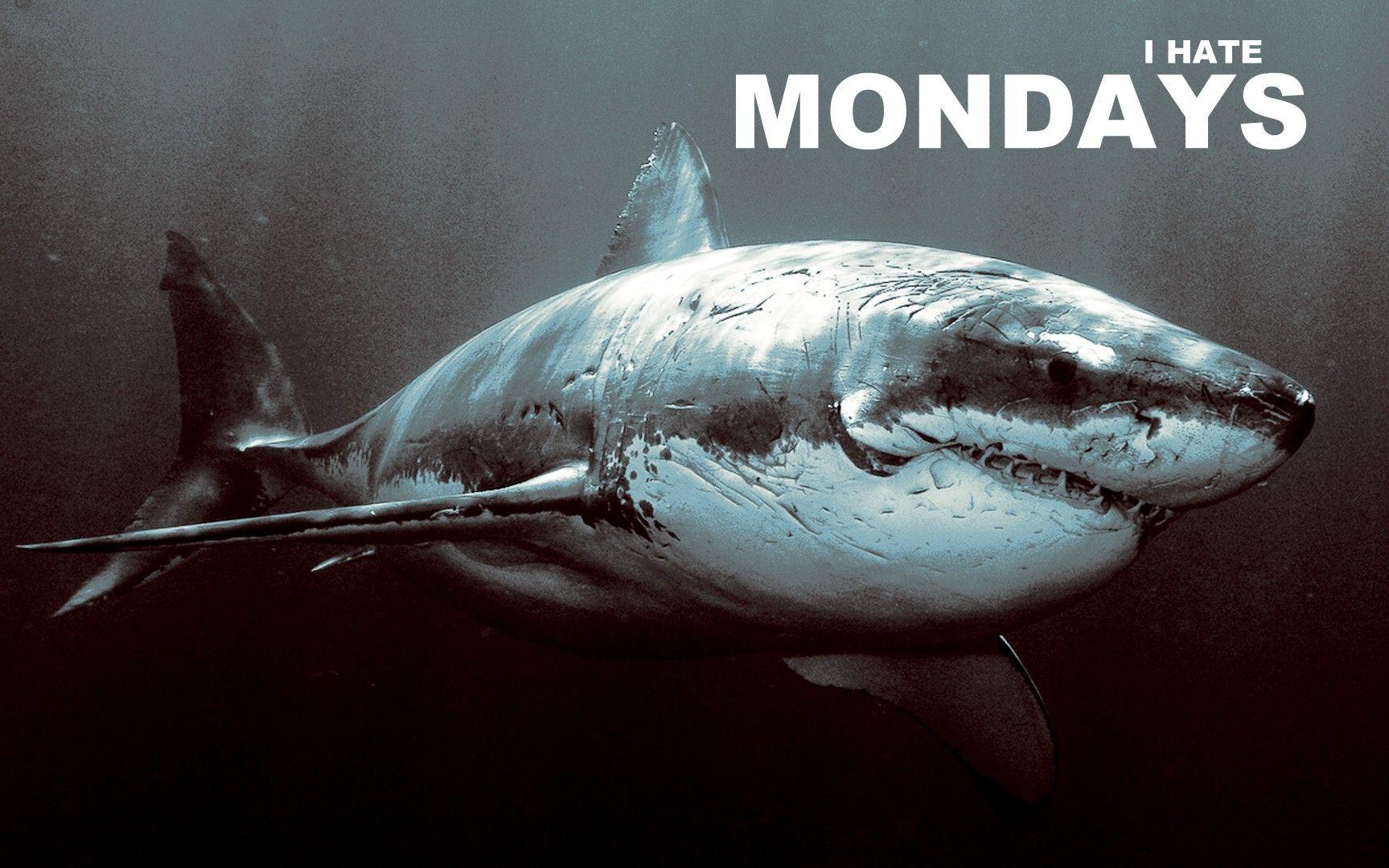 1727x1080 Download Wallpaper, Download 1280x960 quotes hate sharks monday 1727x1080 wallpaper People HD Wallpaper, Hi Res People Wallpaper, High Definition Wallpaper