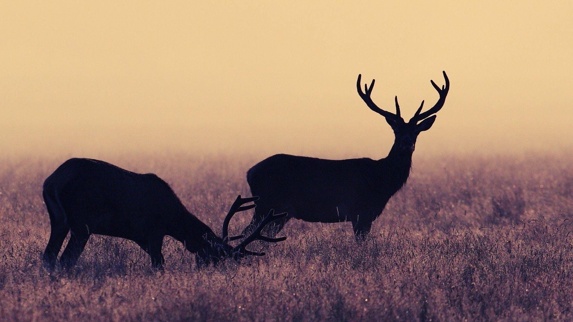 1920x1080 Deer Wallpaper HD