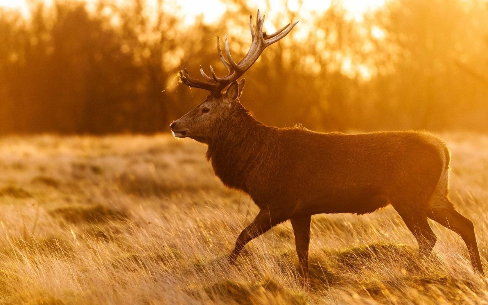 1680x1050 Autumn Animal Wallpaper HD