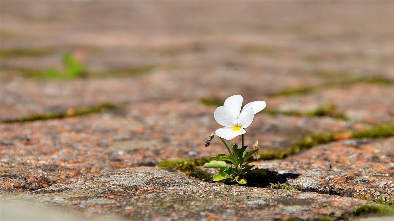 1366x768 Beautiful Small Flower HD Wallpaper